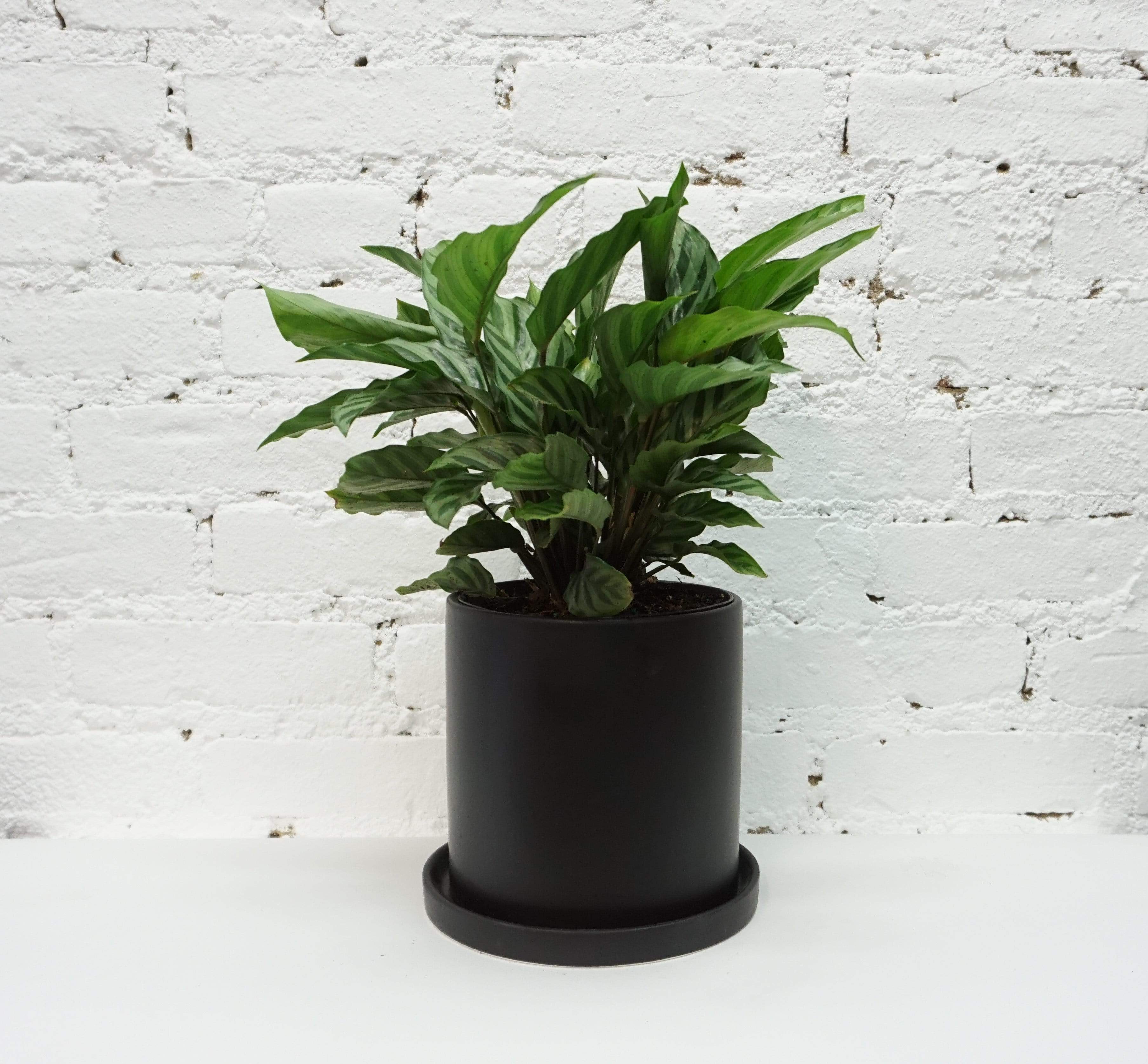 Medium Calathea Freddy