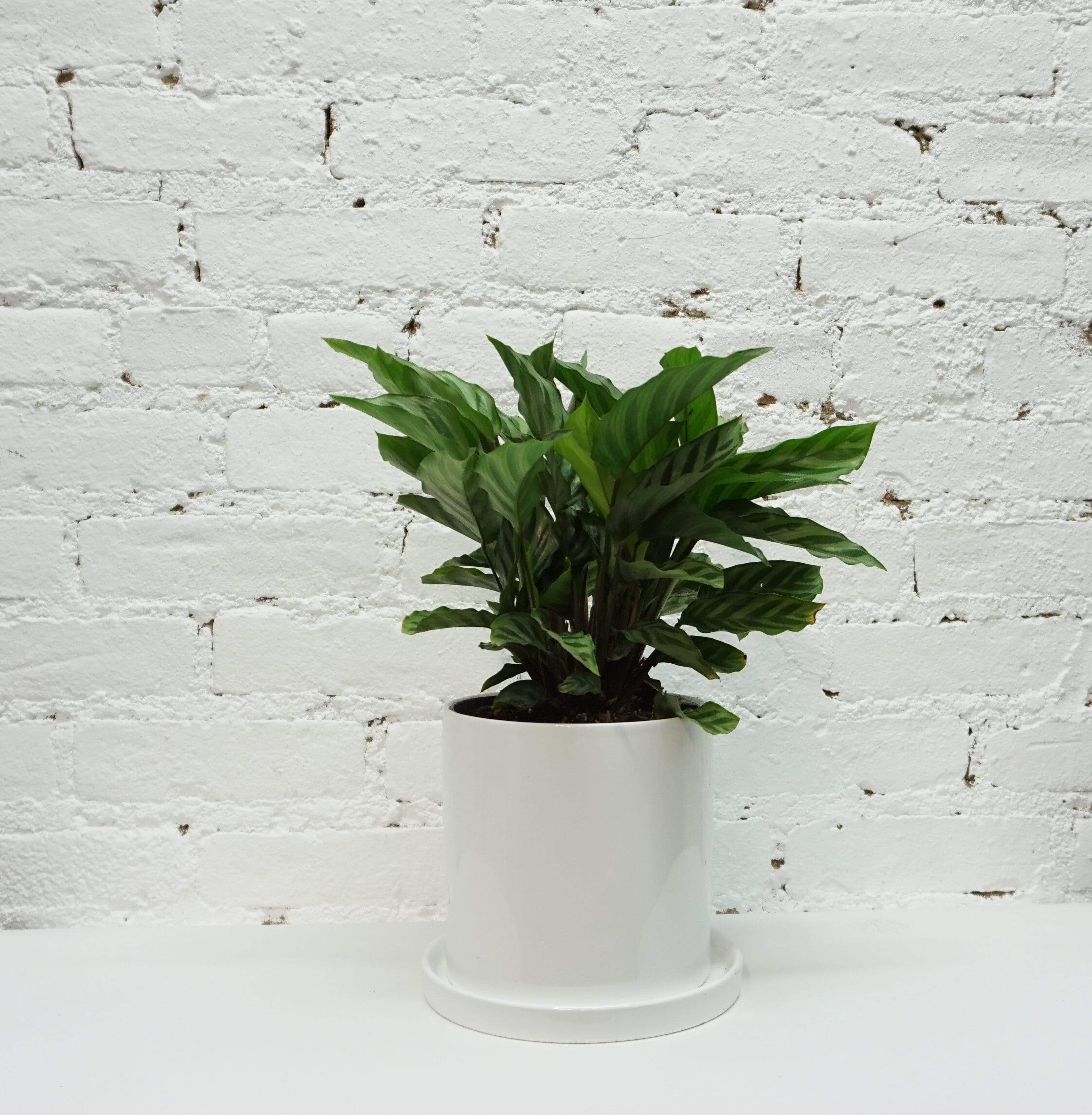 Medium Calathea Freddy