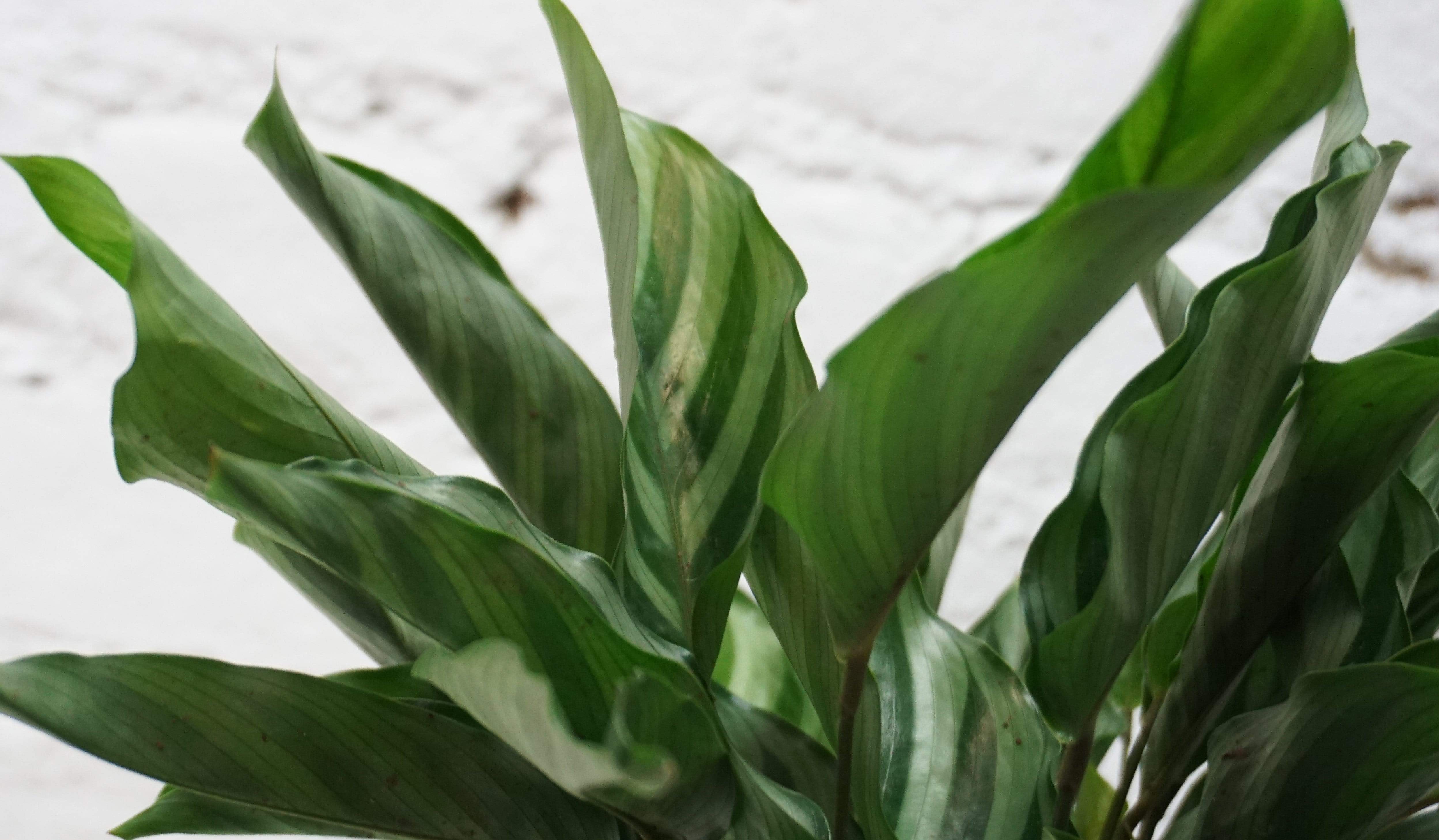 Medium Calathea Freddy