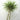 Large Dracaena Marginata (Braided) - Pafe Plants 3