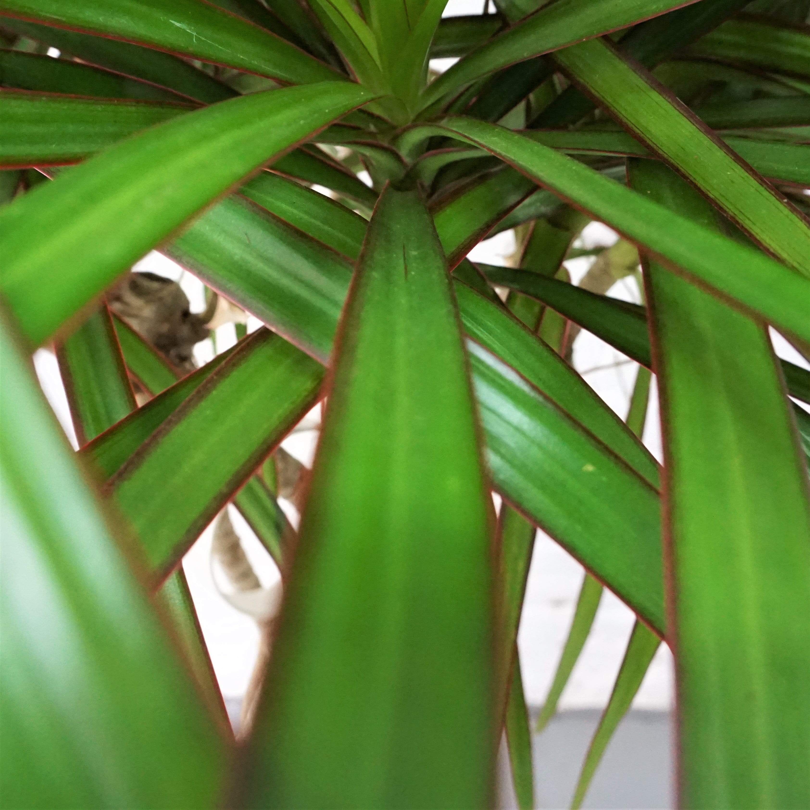 Large Dracaena Marginata (Braided) - Pafe Plants 5