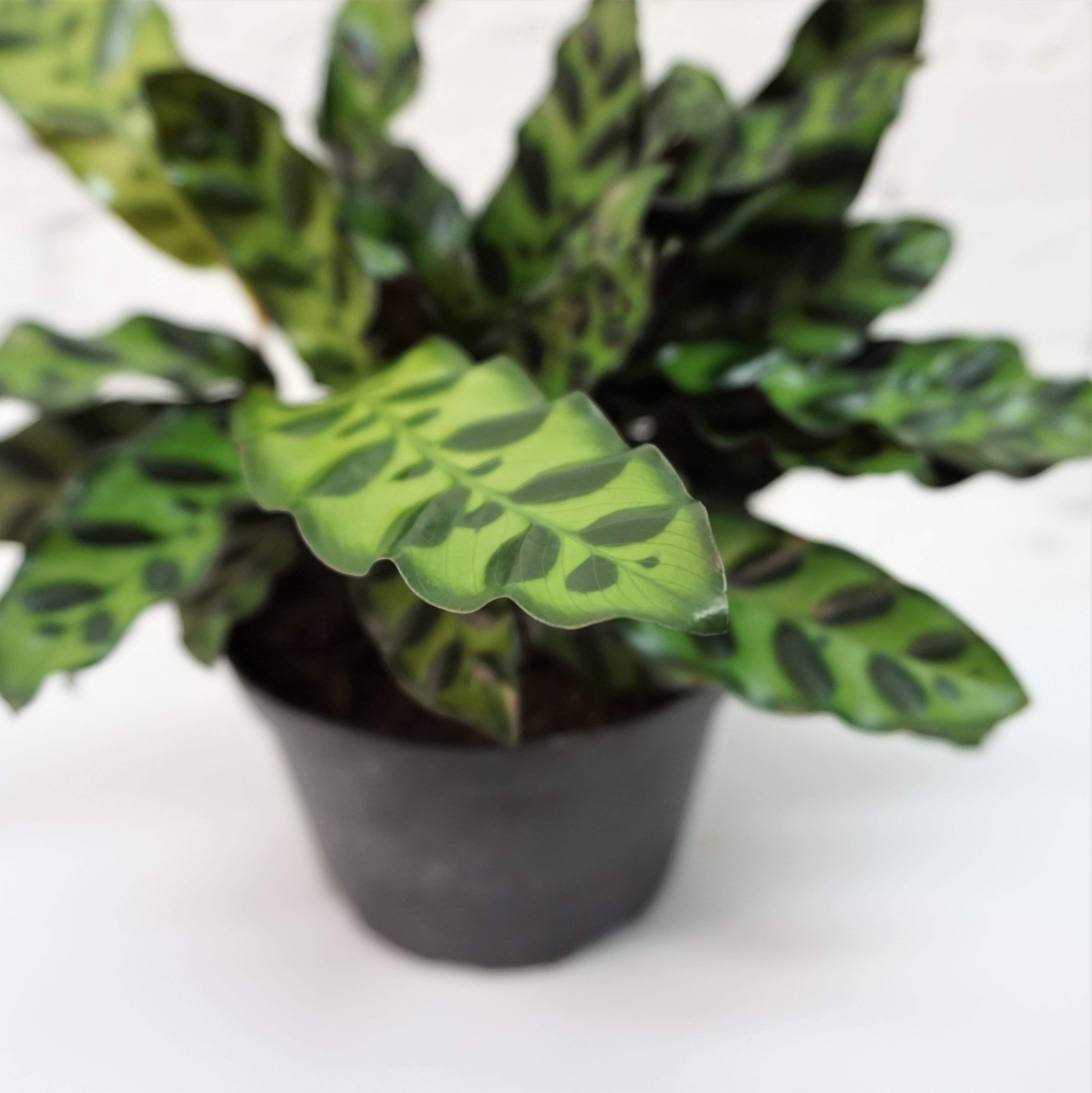 Medium Calathea Rattlesnake - Pafe Plants 2