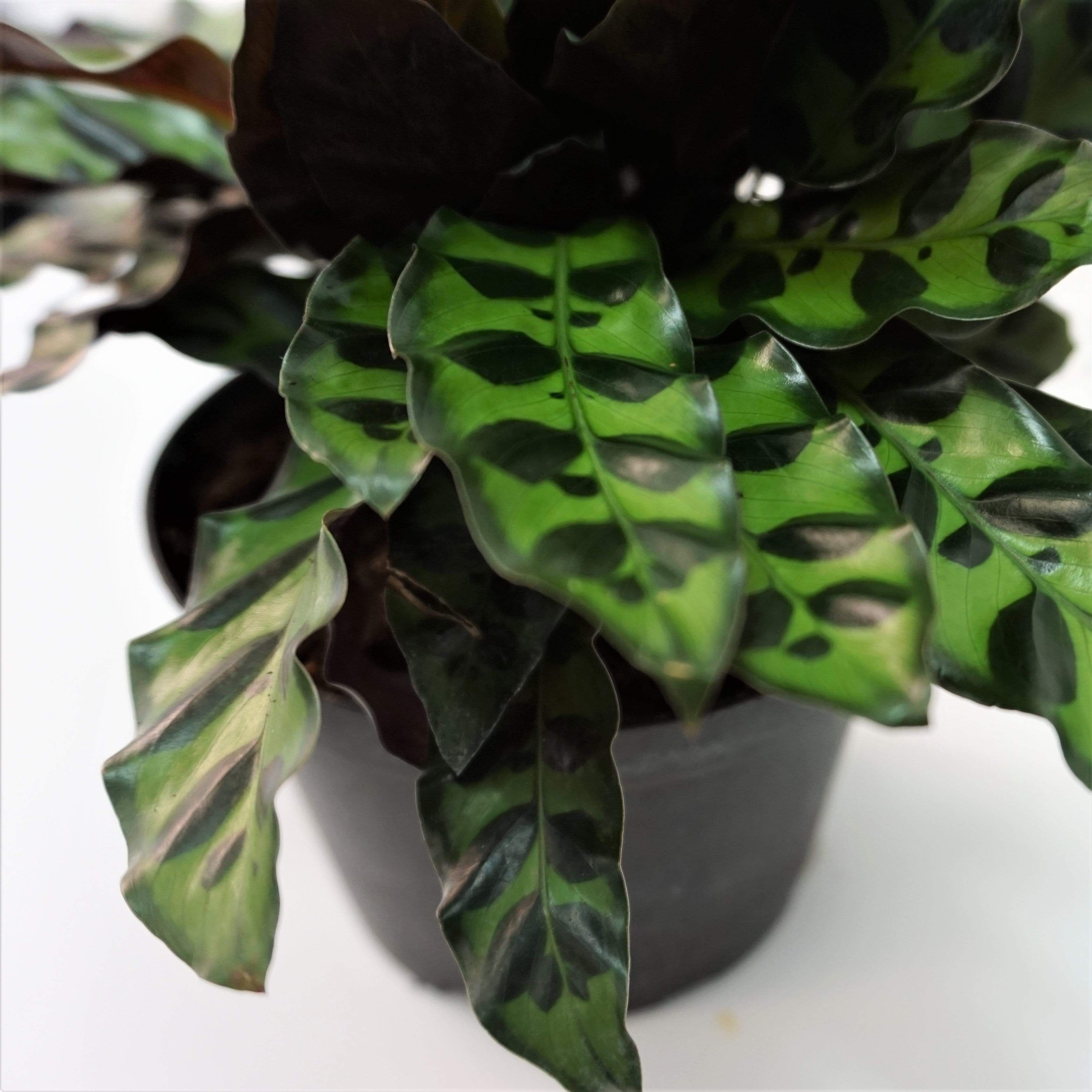 Medium Calathea Rattlesnake - Pafe Plants 3