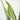 Medium Snake Plant - Pafe Plants 2