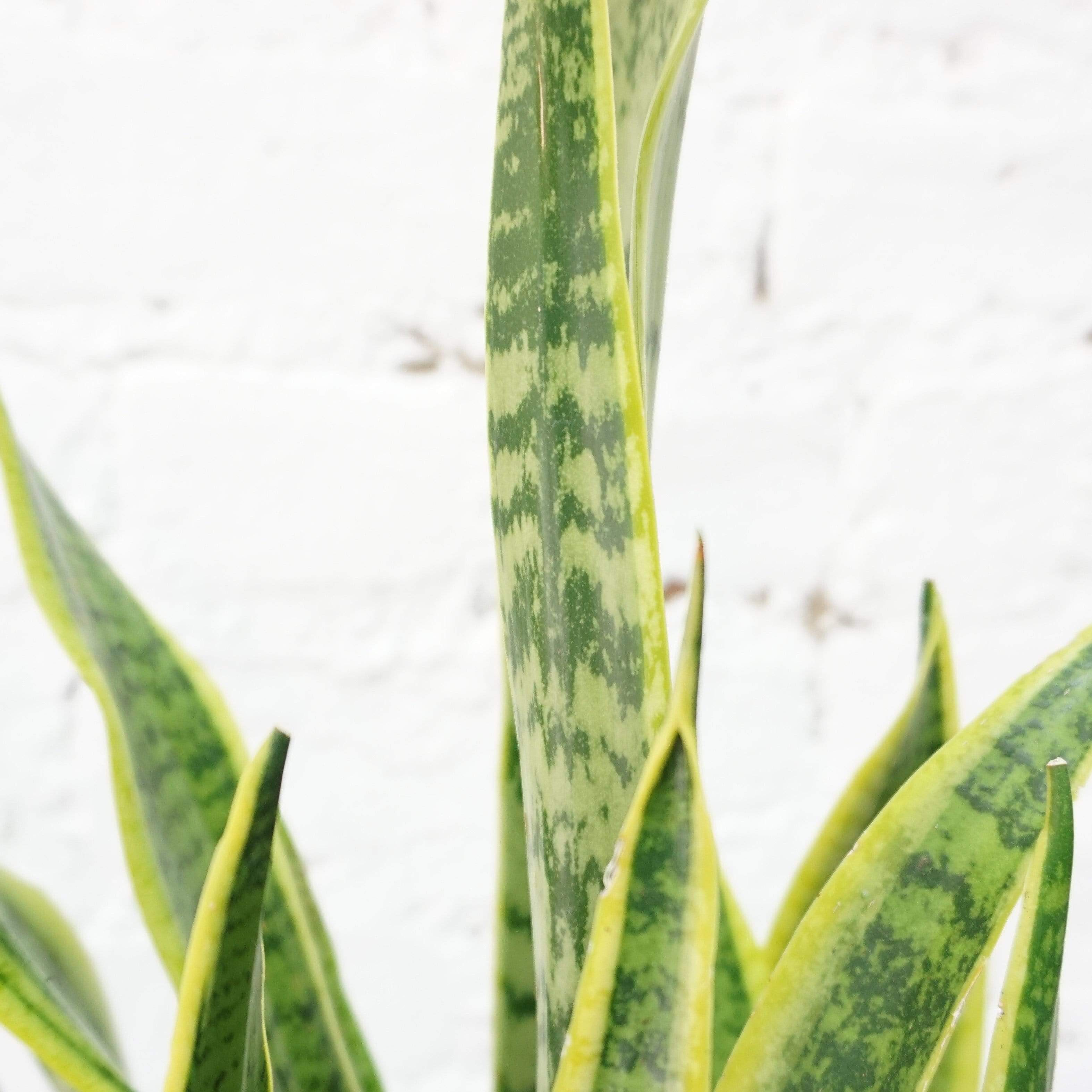 Medium Snake Plant - Pafe Plants 3