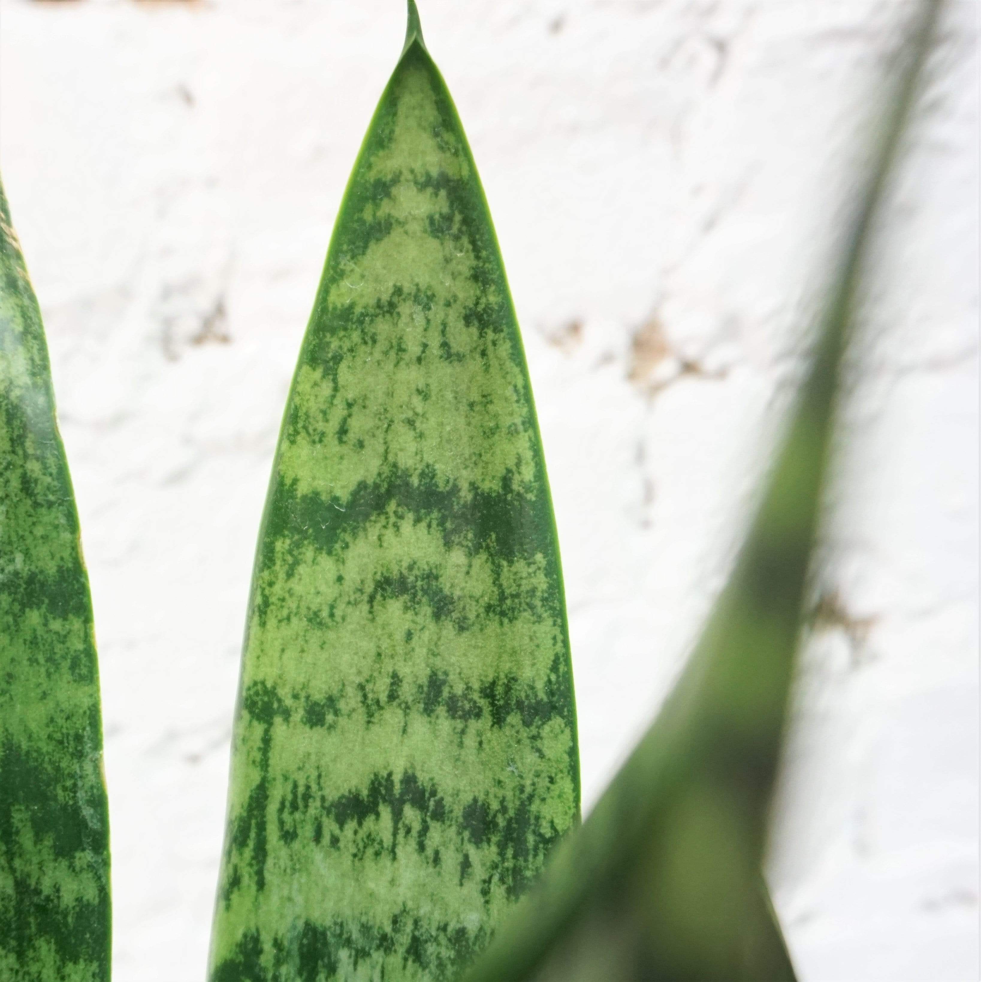 Medium Green Snake Plant - Pafe Plants 1