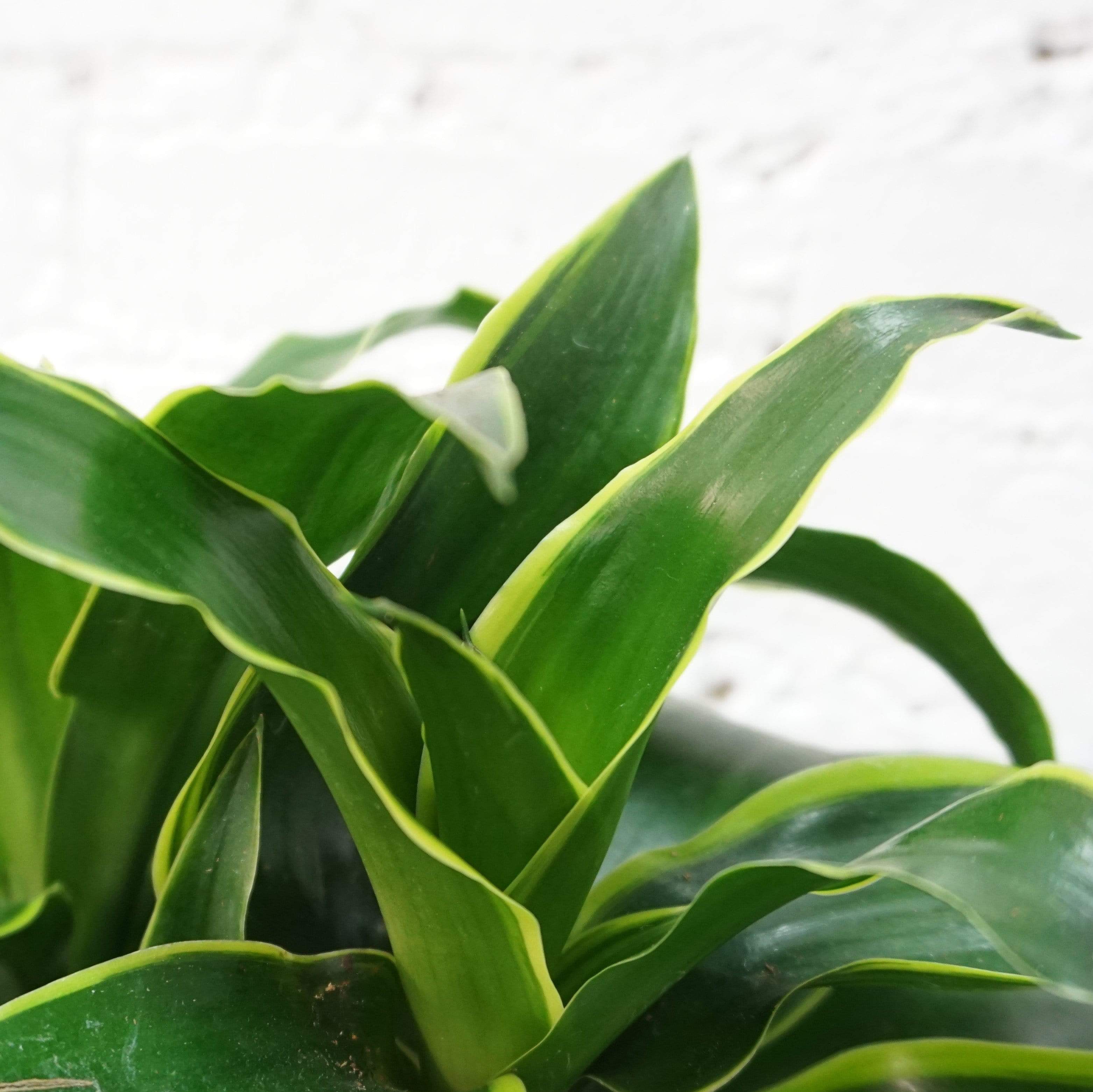 Medium Dracaena 'Dorado'