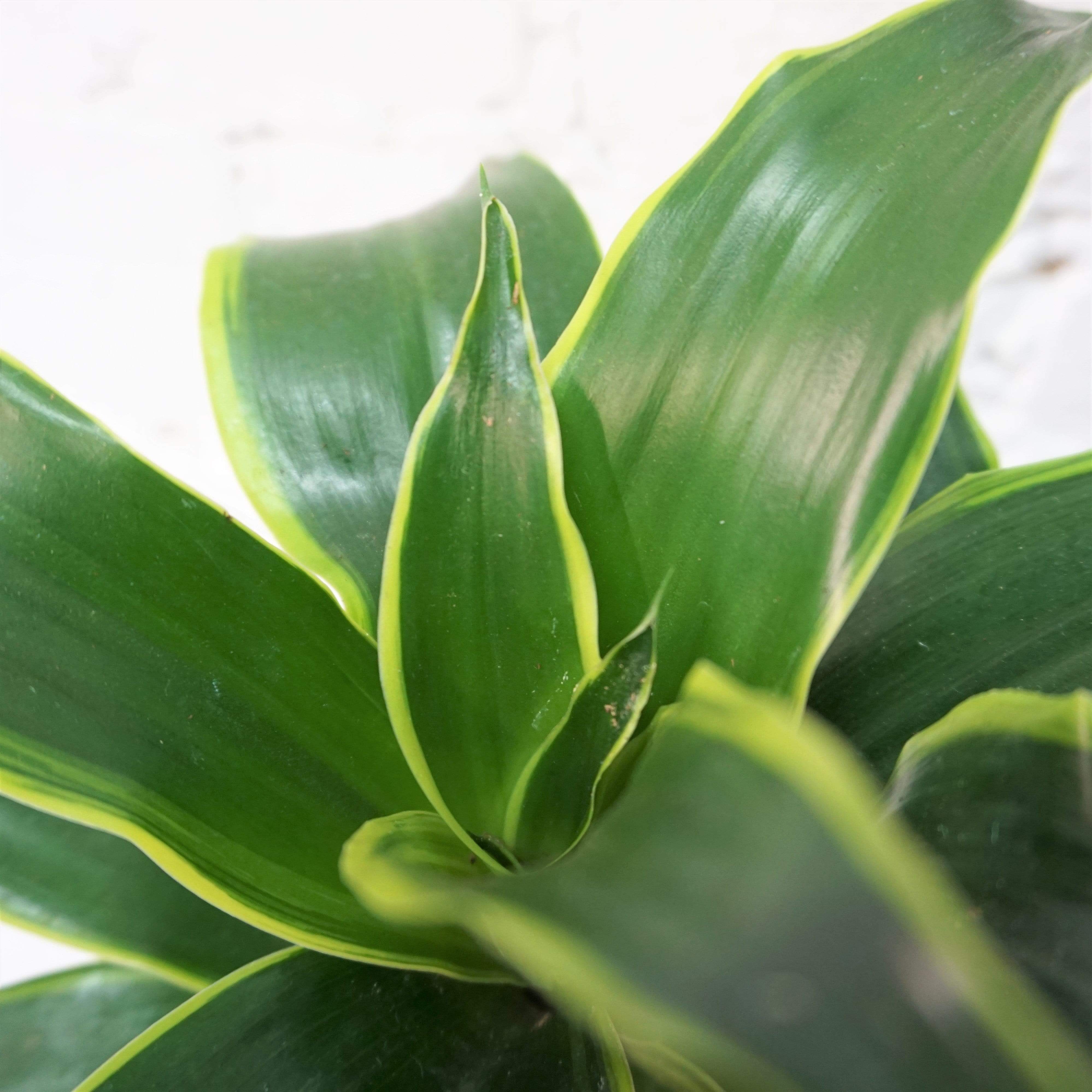 Medium Dracaena 'Dorado'