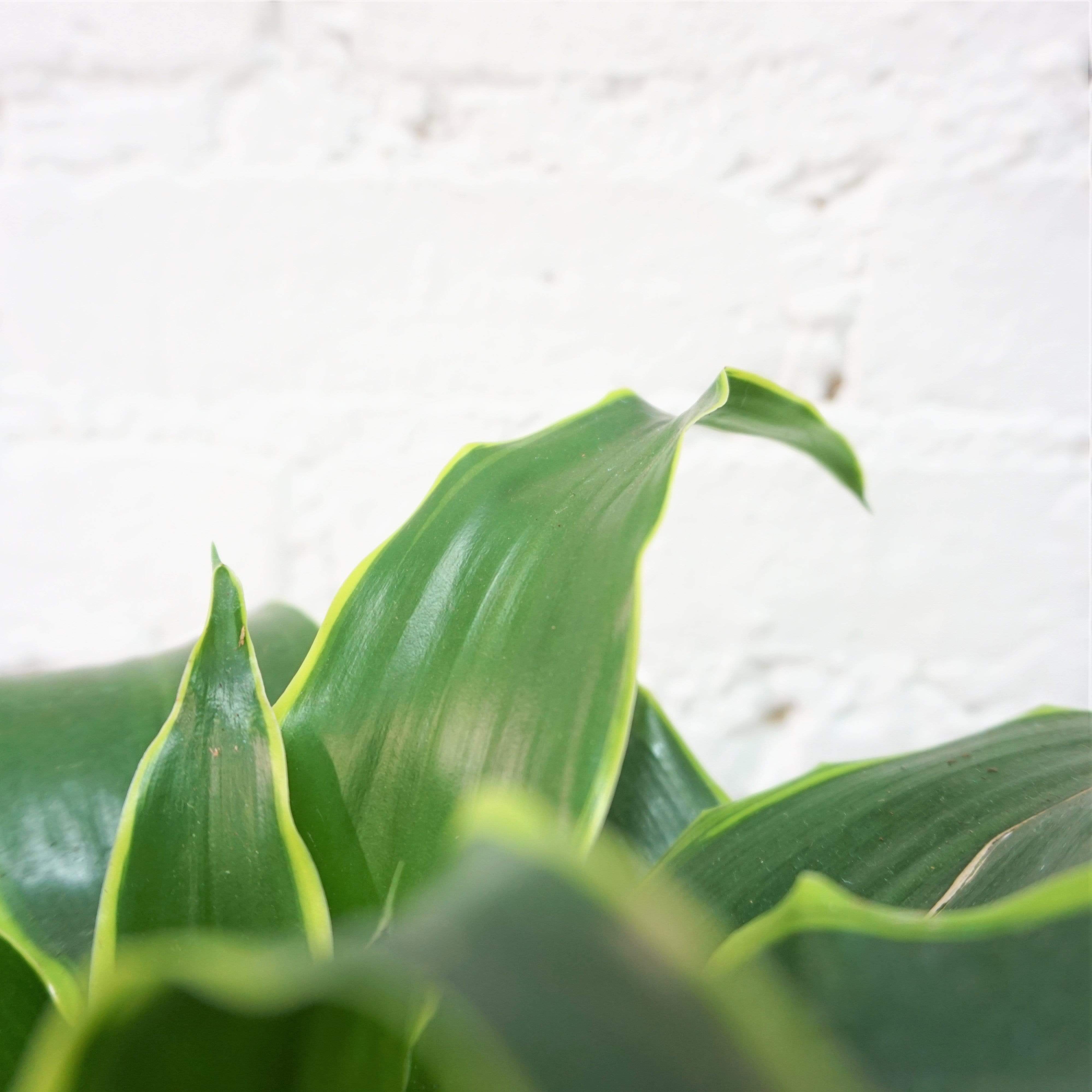 Medium Dracaena 'Dorado'