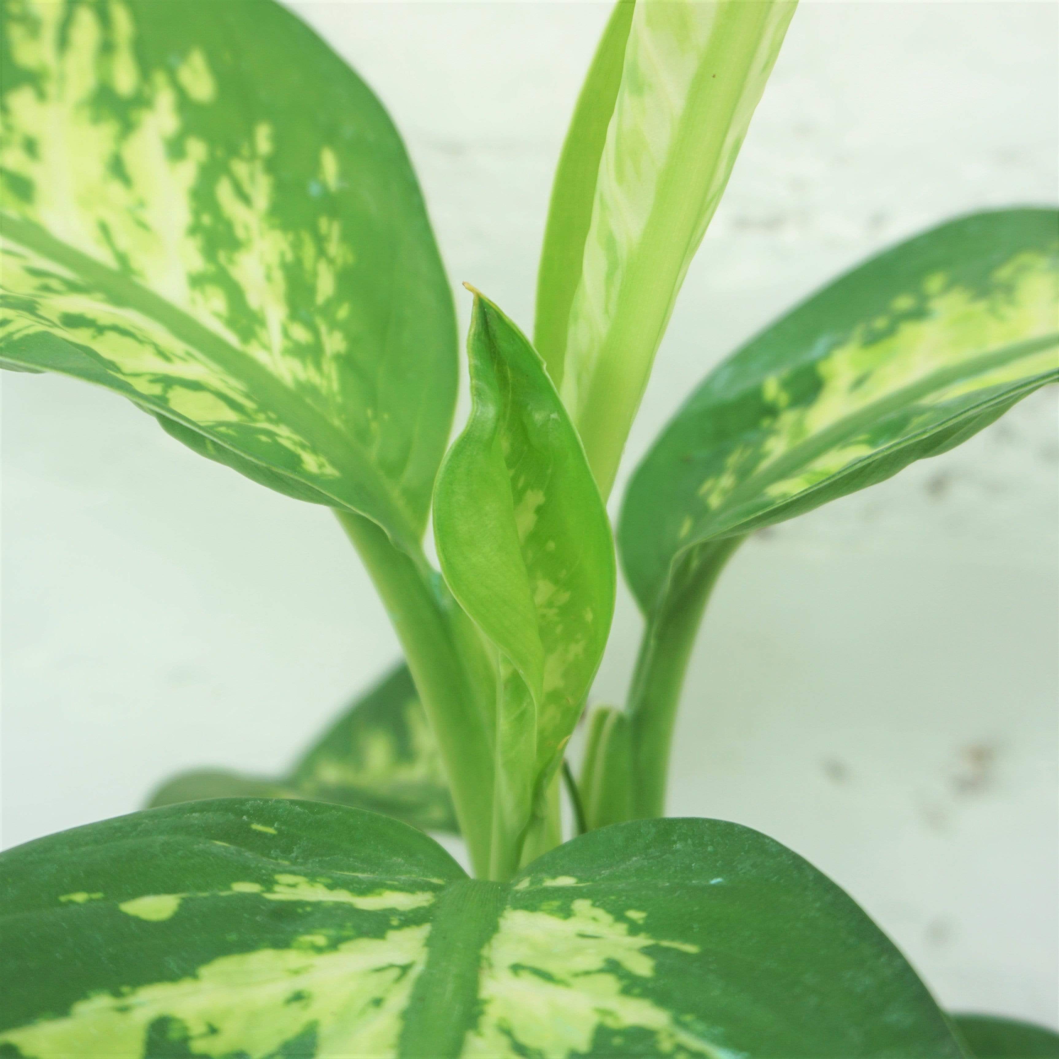 Medium Dieffenbachia 'Tropic Snow'