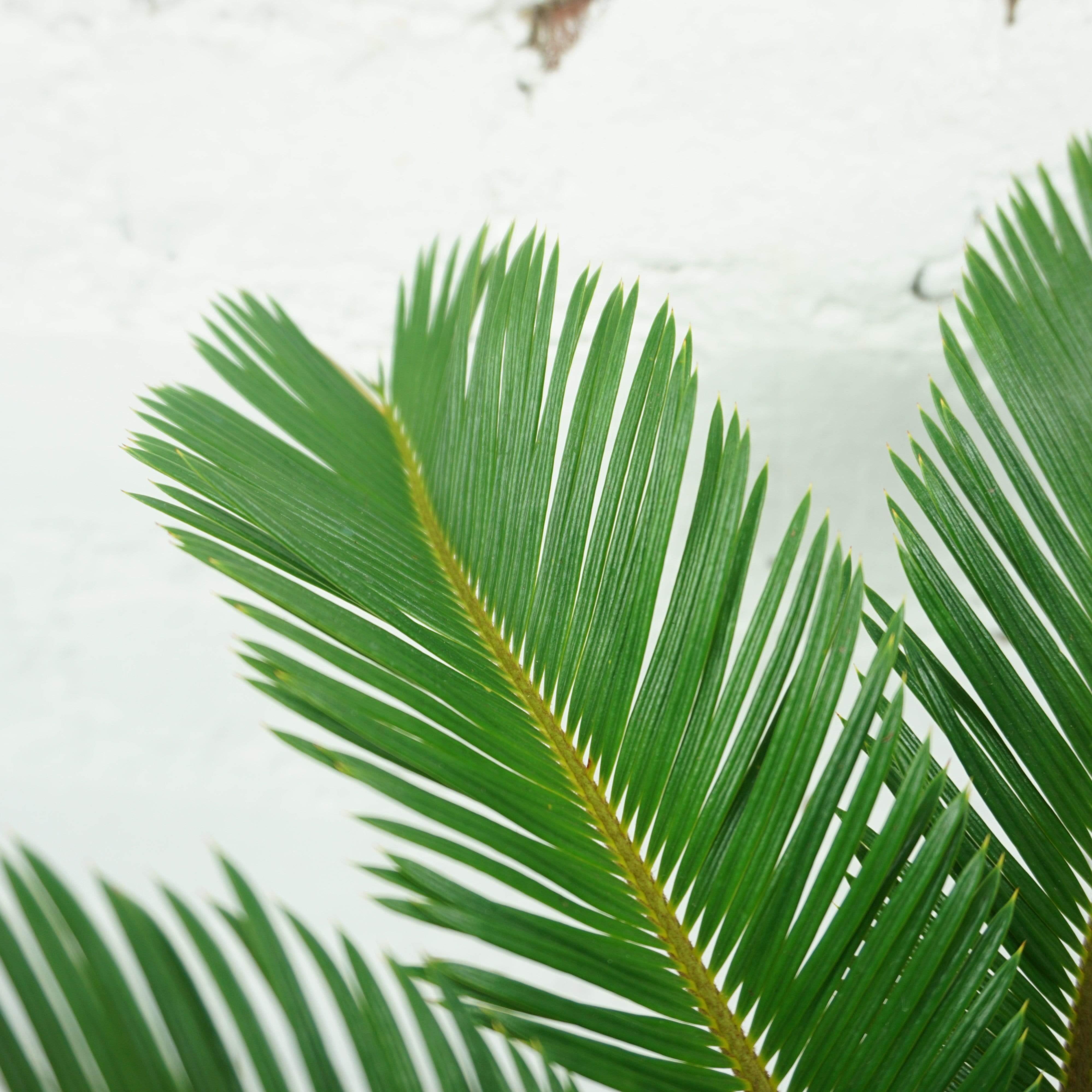 Medium Sago Palm