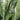 Large Snake Plant (Zeylanica) - Pafe Plants 3