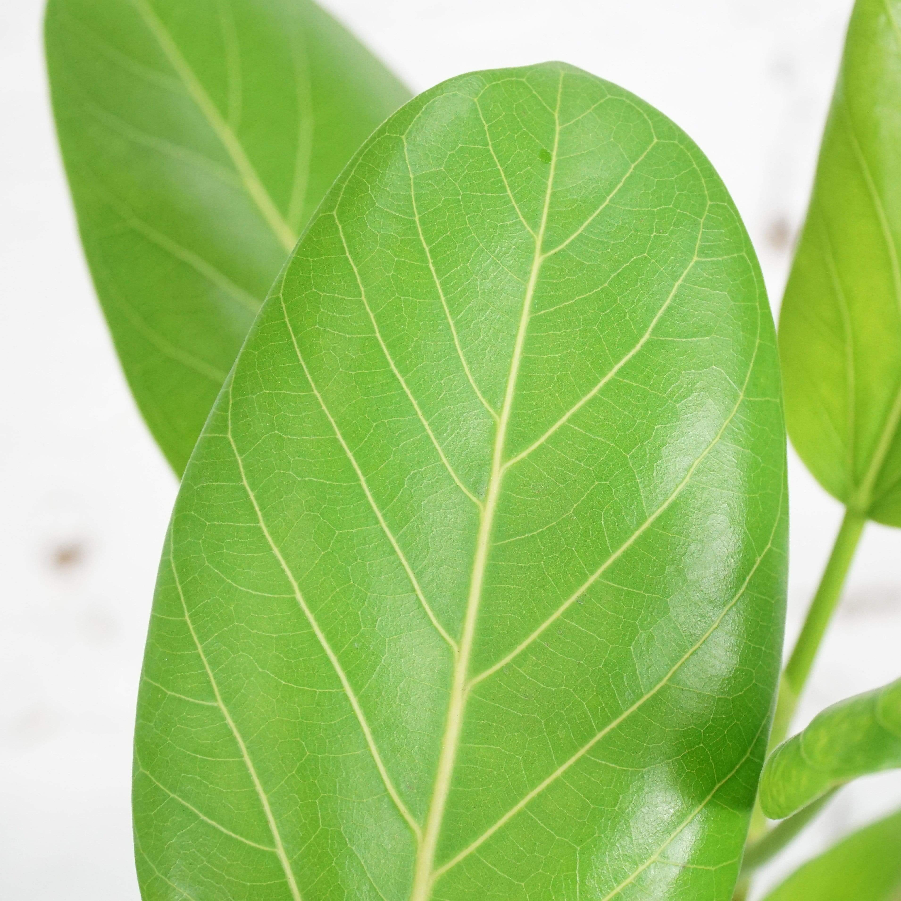 Ficus Audrey Tree With Mid-Century Pot Extra Large 5-6 ft tall, potted  plant, shipped by Léon & George