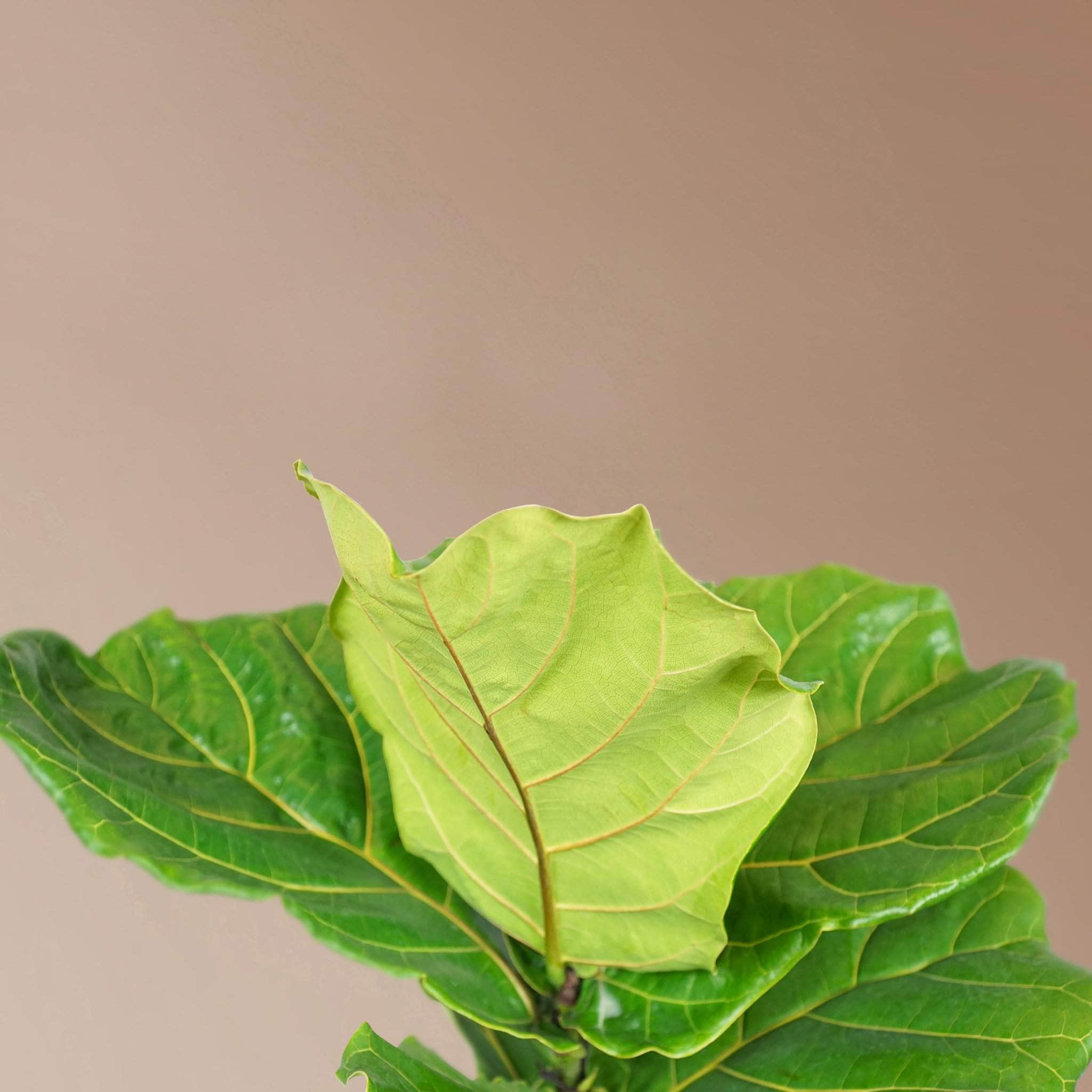 Extra Large Fiddle Leaf Fig Pole