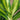 Large Dracaena Deremensis 'Rikki' - Pafe Plants 3