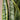 Large Snake Plant (trifasciata) - Pafe Plants 1