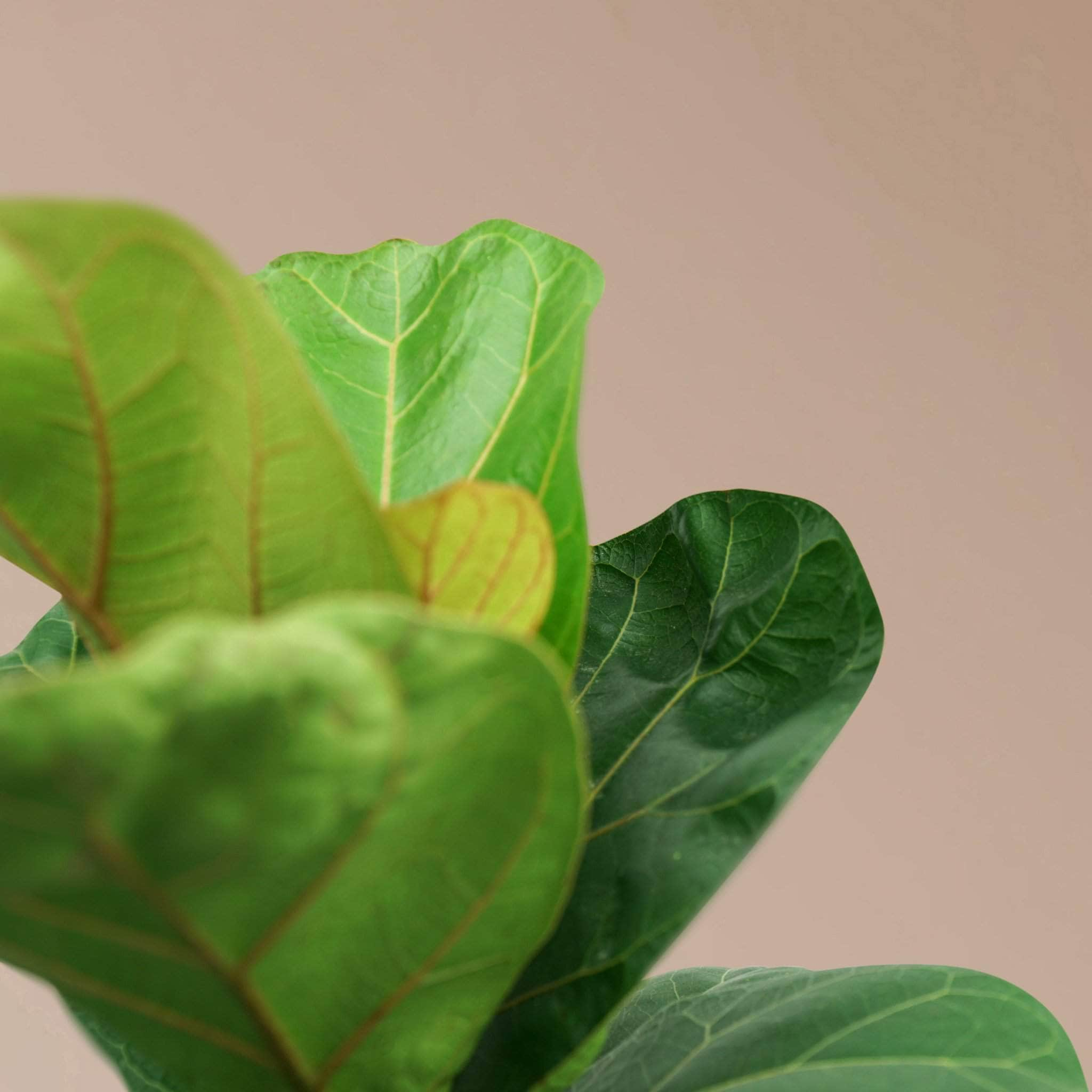 Medium Fiddle Leaf Fig