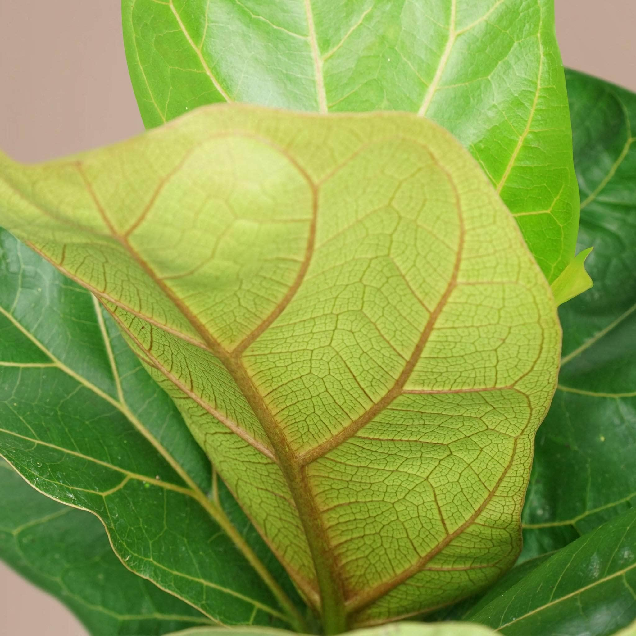 Medium Fiddle Leaf Fig