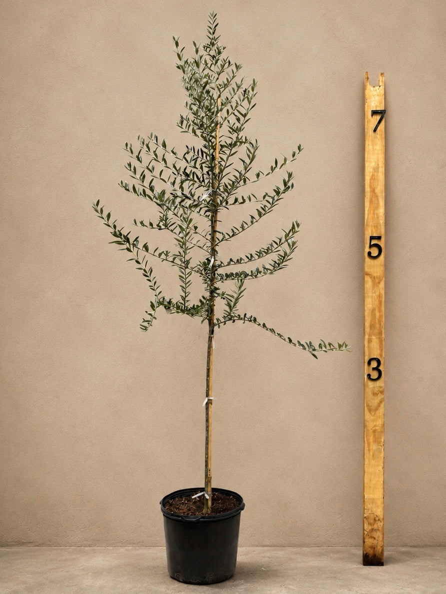 Full Size Olive Tree – Pafe Plants
