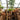 Giant indoor Chinese Doll Tree (Radermachera sinica) for professional interior landscaping, shown with scale measurement at DaHing Plants nursery.