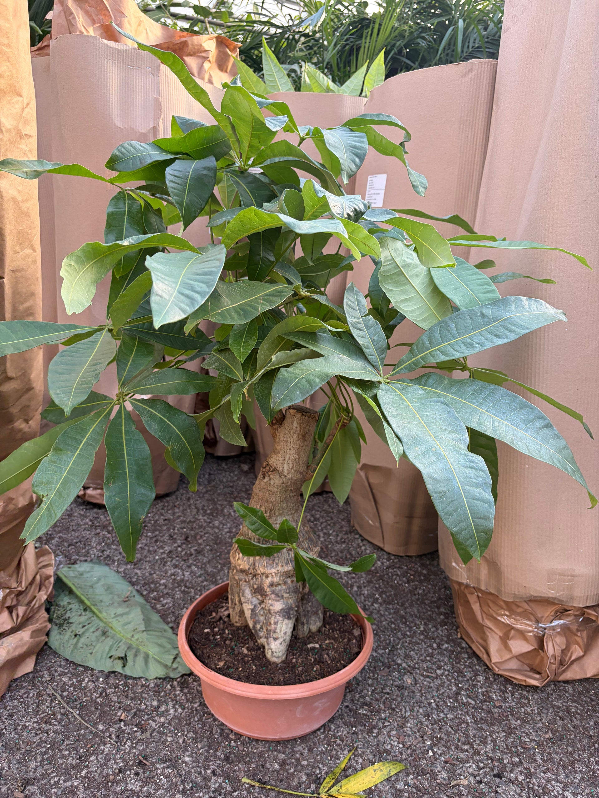 floor money tree plant Large Money Tree Stump
