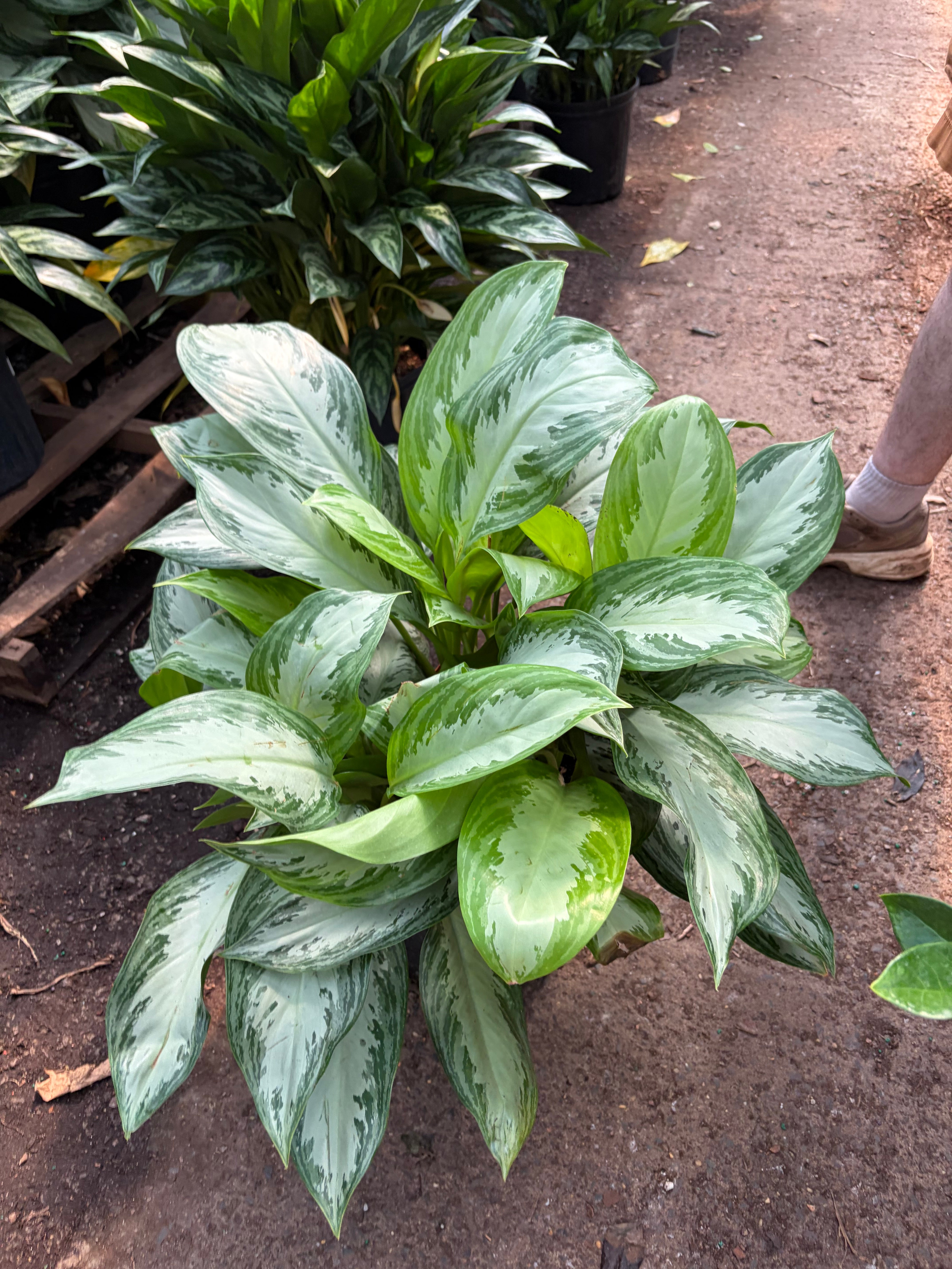 Large Chinese Evergreen 'Silver Bay'