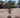 Full Size Olive Tree