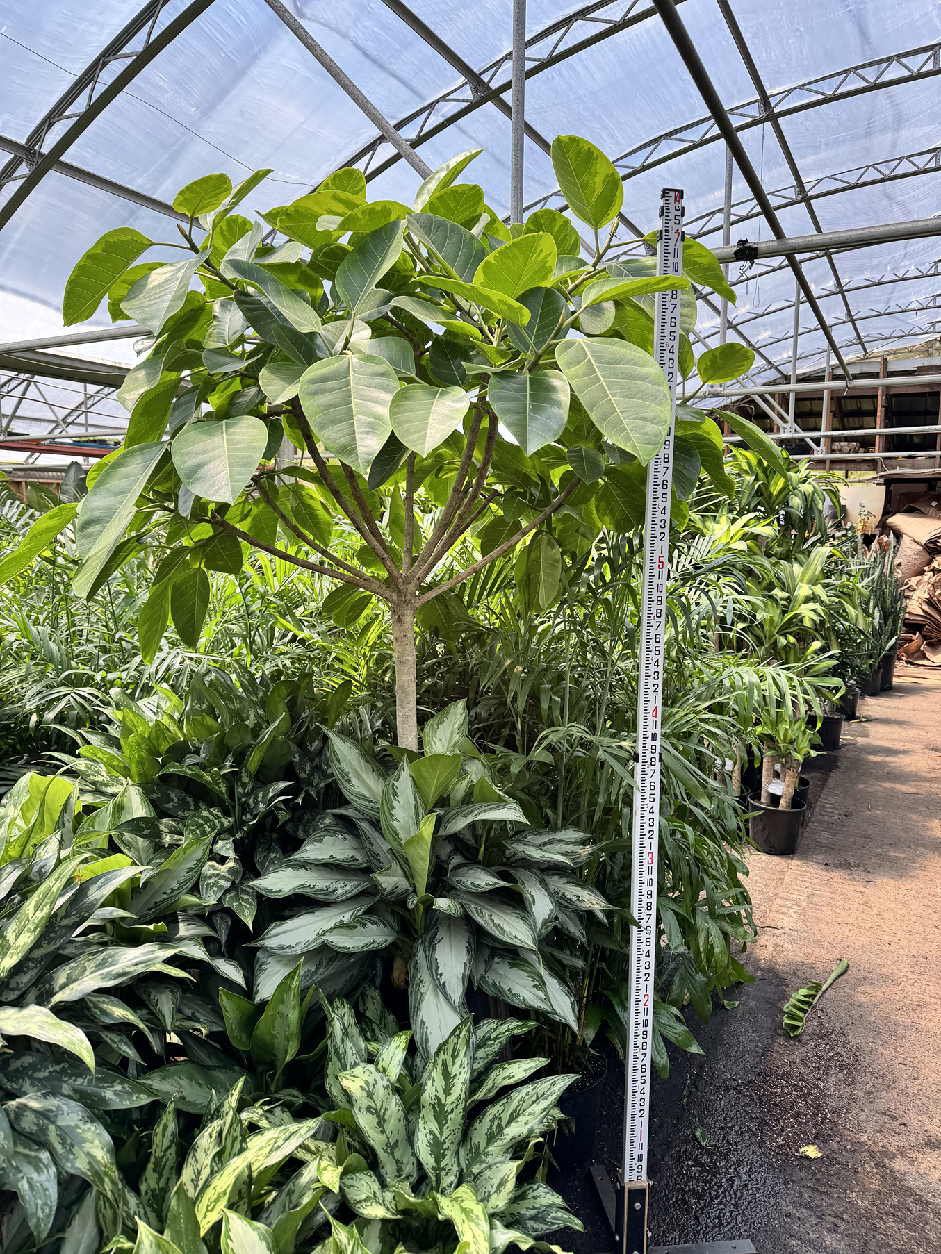 Huge Ficus 'Altissima'