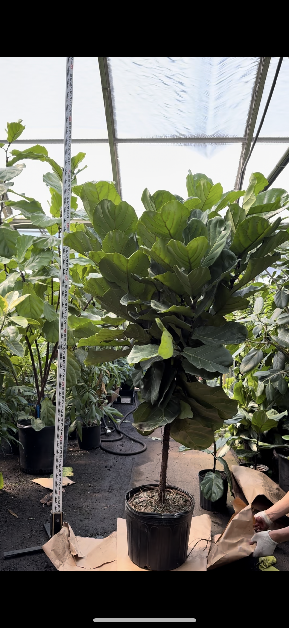 Full Size Fiddle Leaf Fig