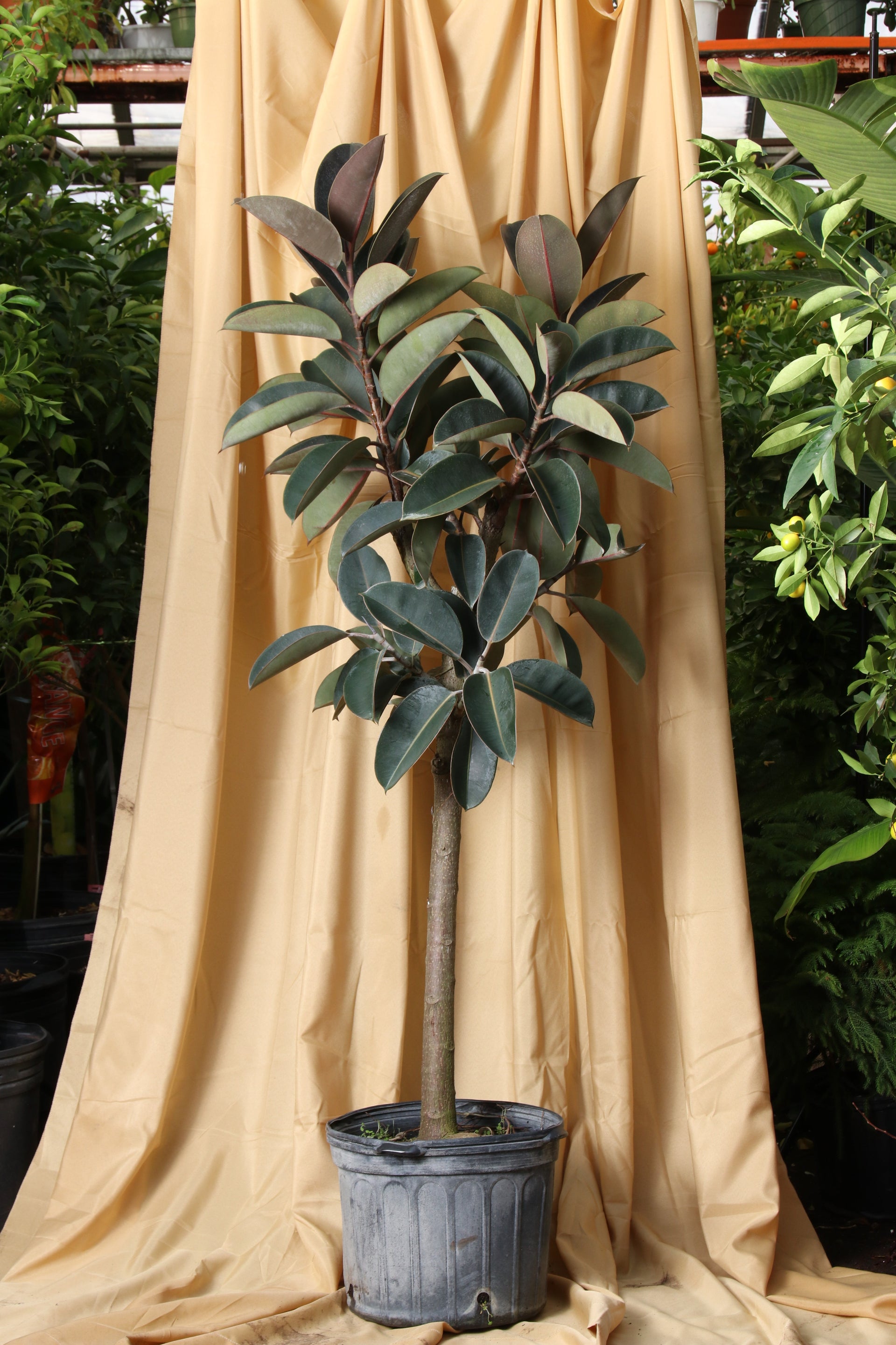 rubber tree for sale Full Size Rubber Tree STD (Mature Trunk) – Pafe Plants