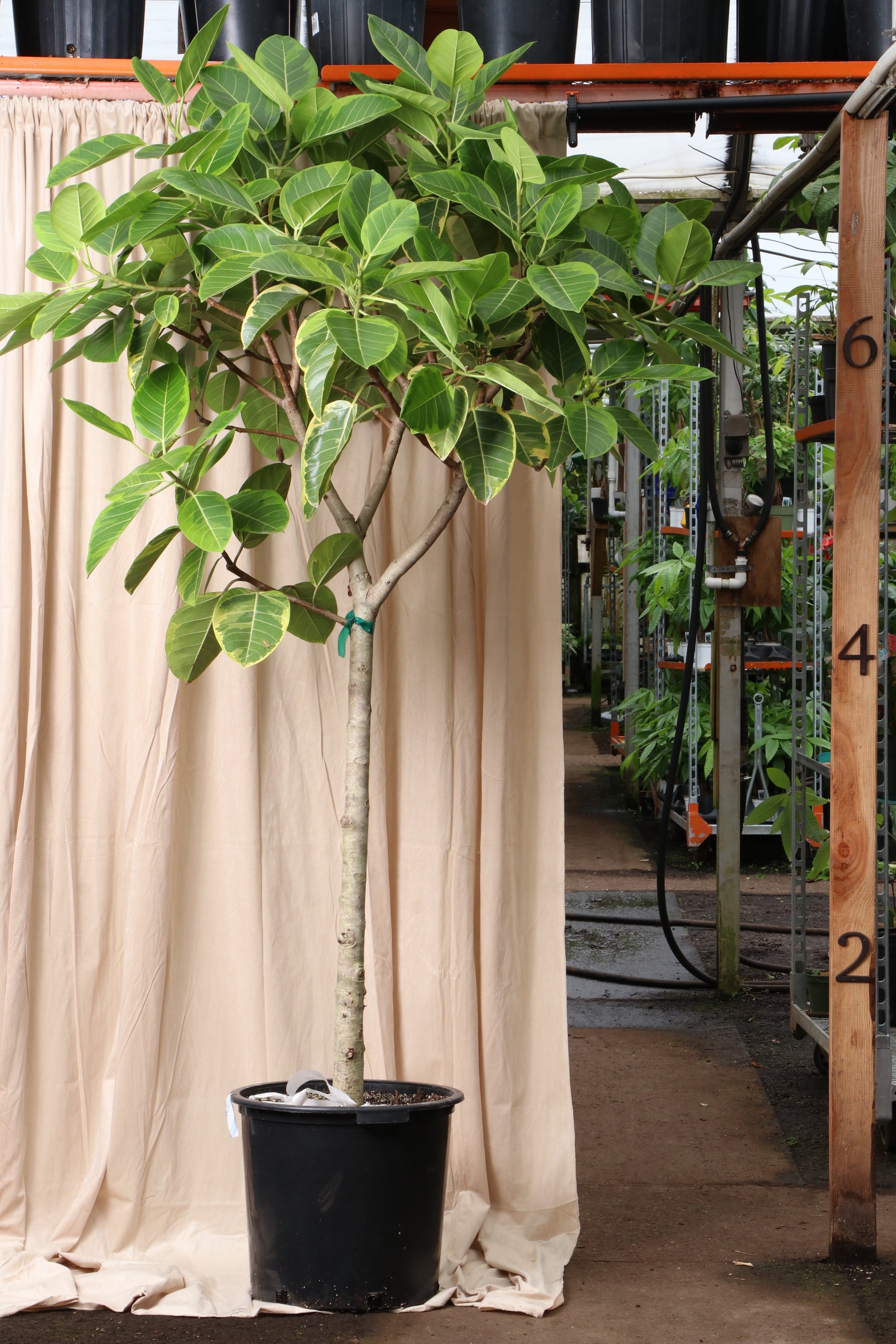 7-10 FT Ficus 'Altissima'