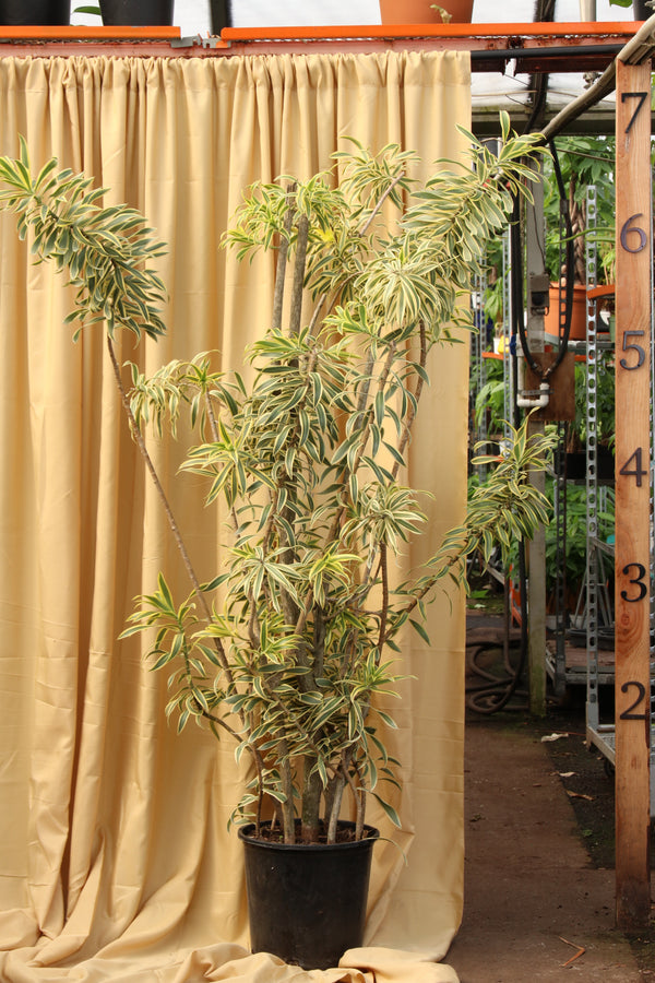 Full Size Dracaena 'Song Of India'