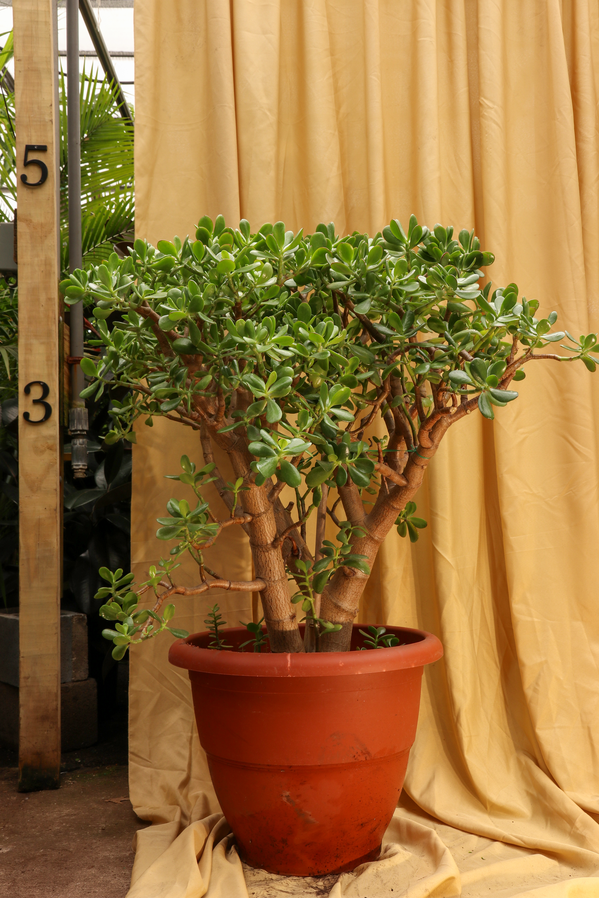 Huge Jade Bonsai – Pafe Plants
