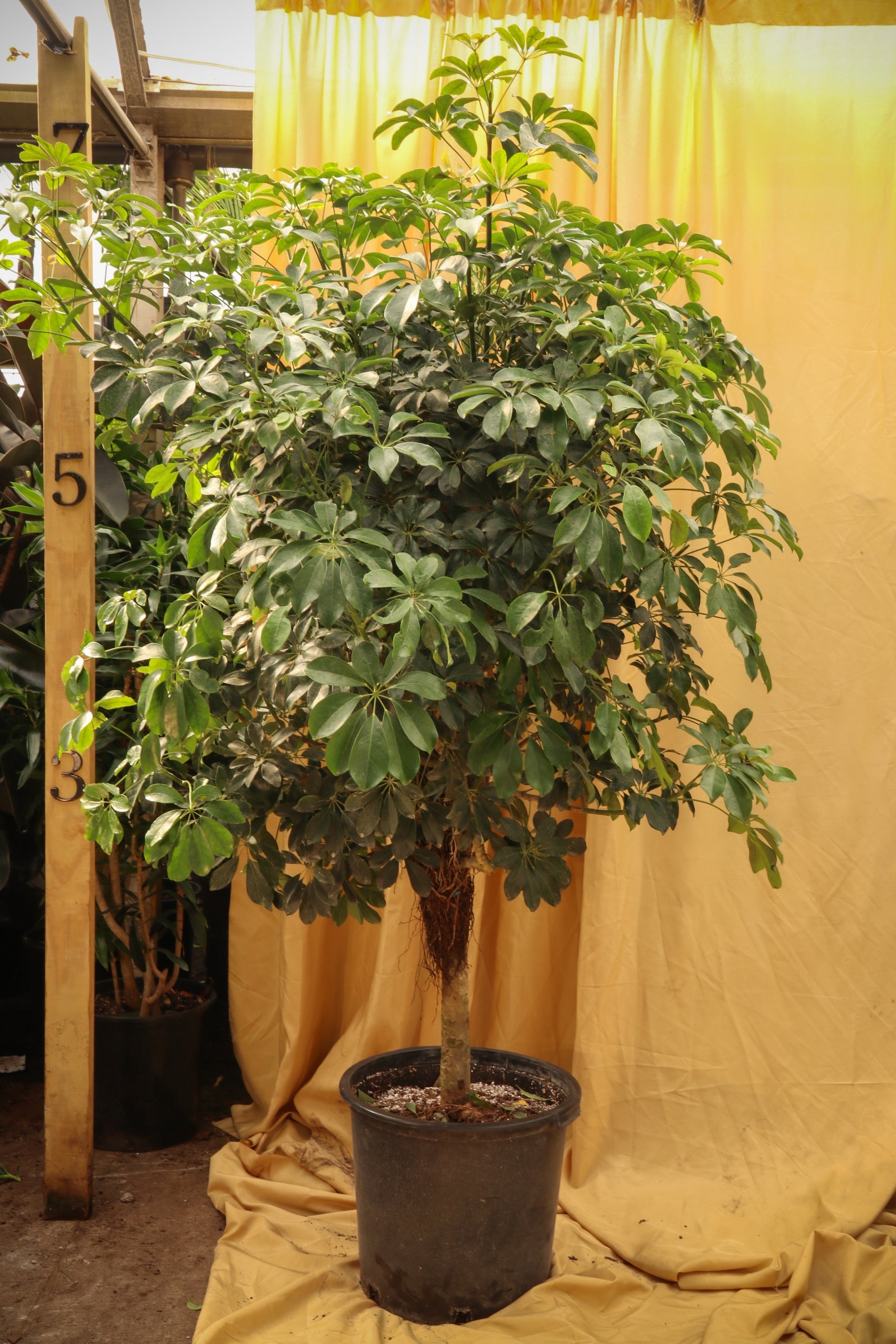 schefflera arboricola pet safe Huge Schefflera 'Arboricola'