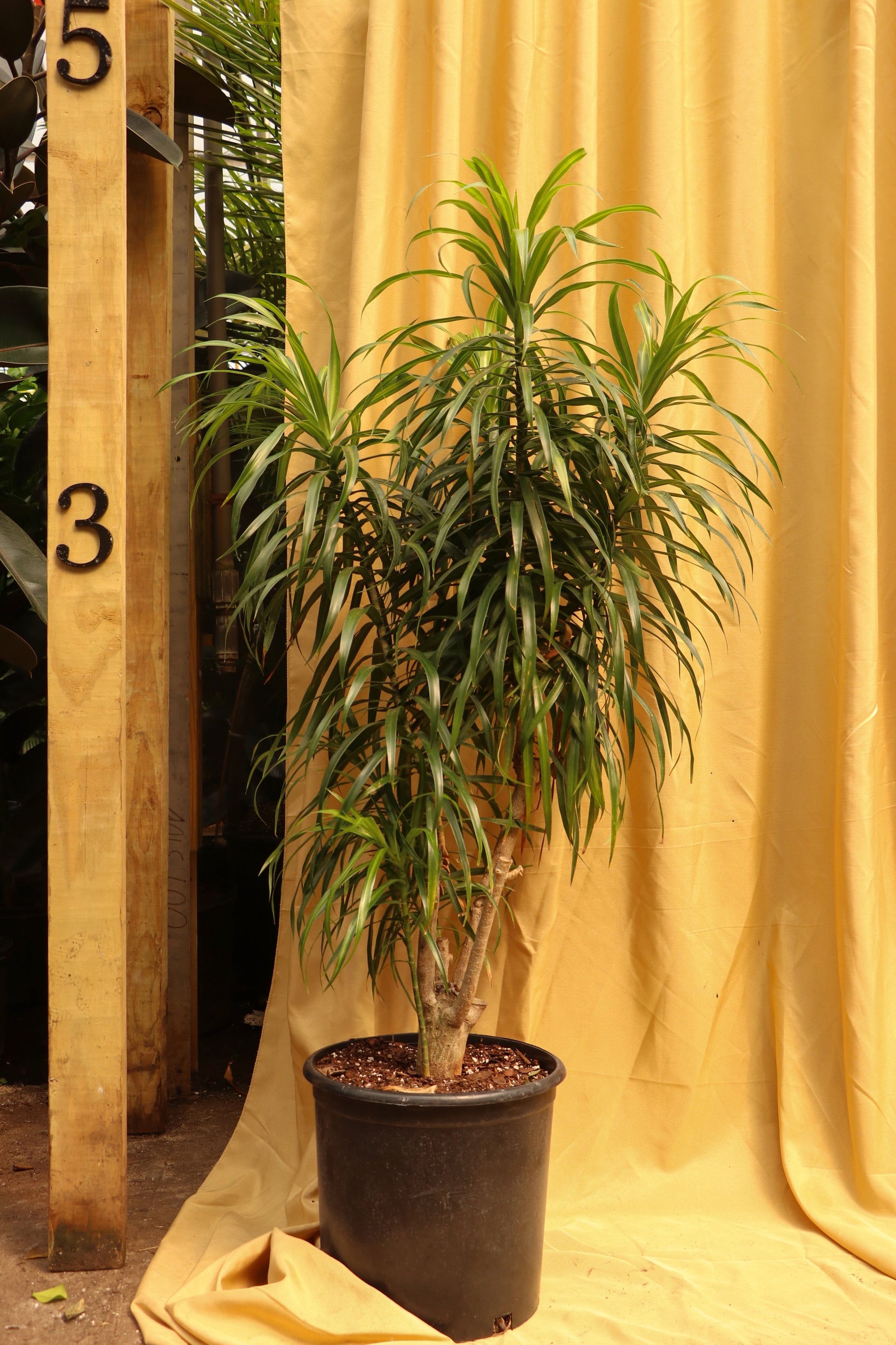 anita dracaena care Full Size Dracaena 'Anita' Stump