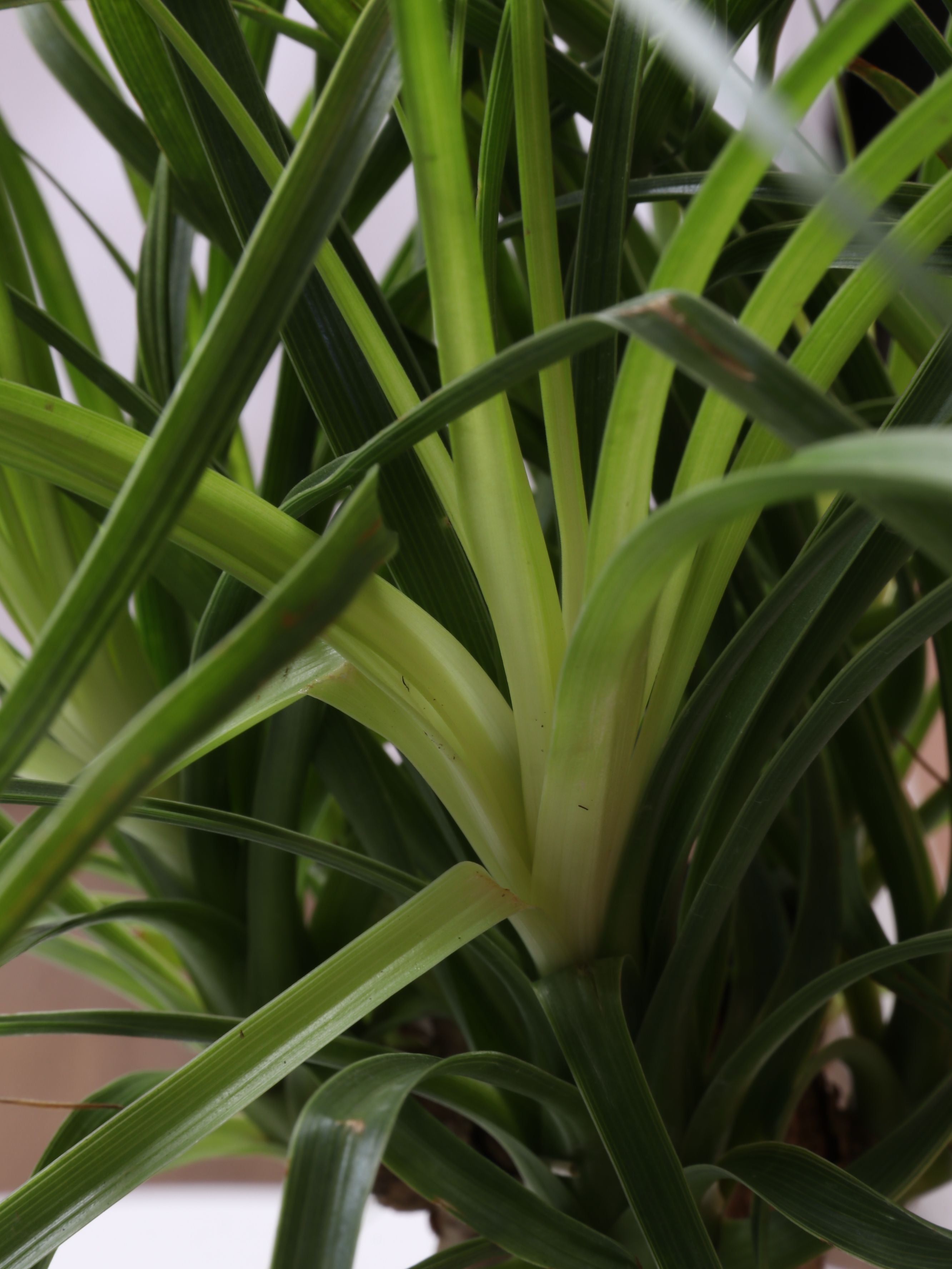 Small Ponytail Palm