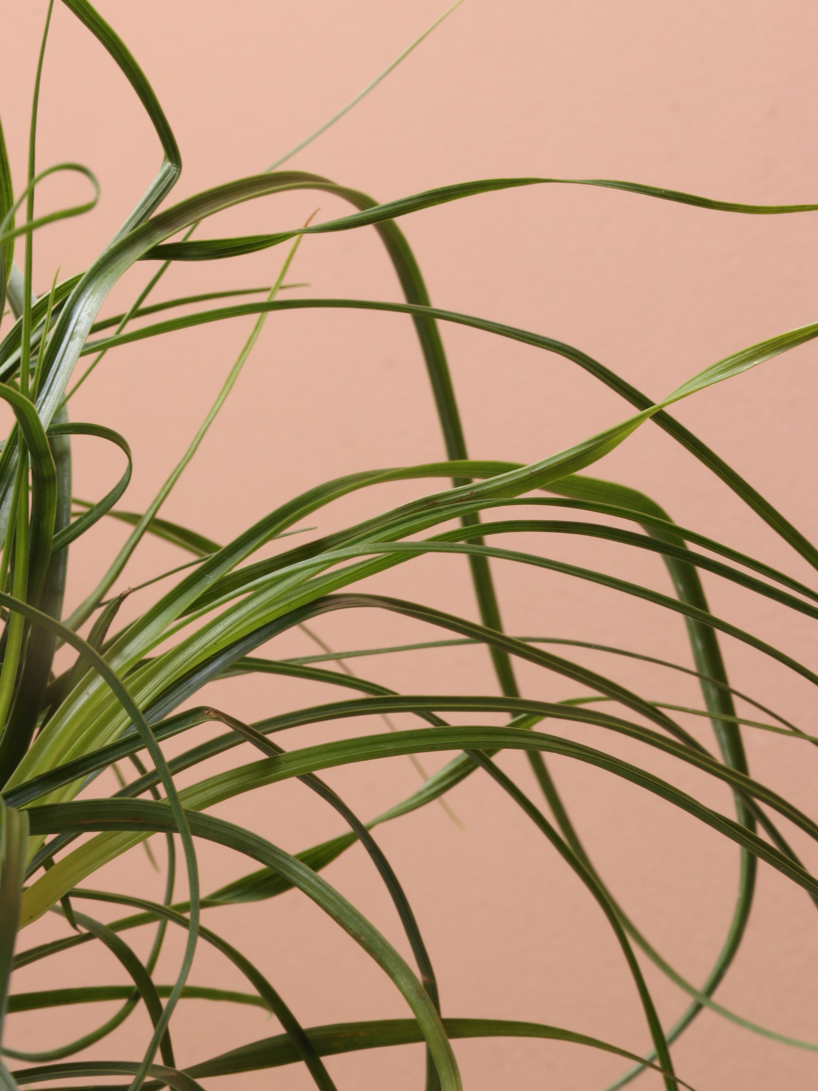 Small Ponytail Palm