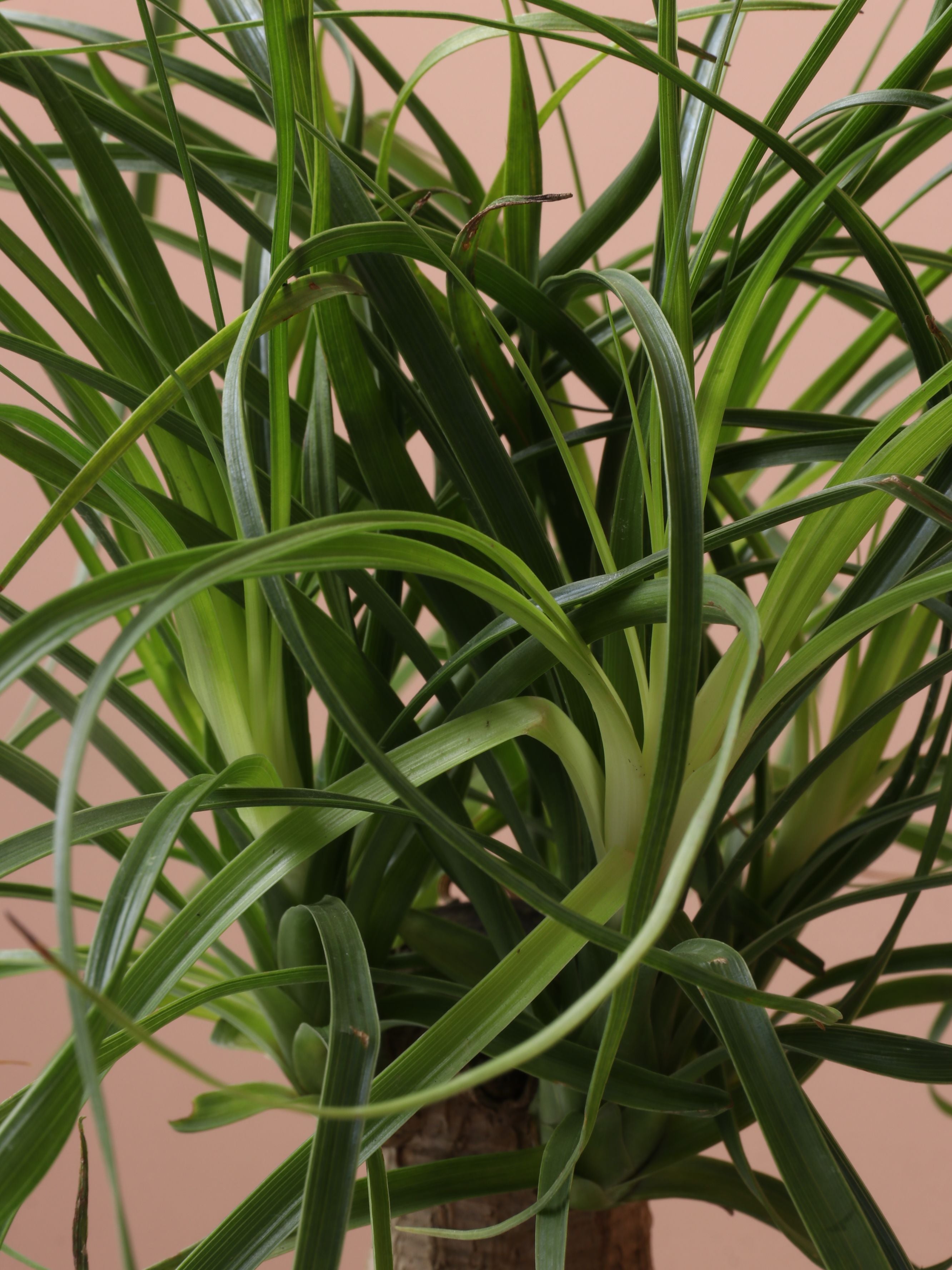 Small Ponytail Palm