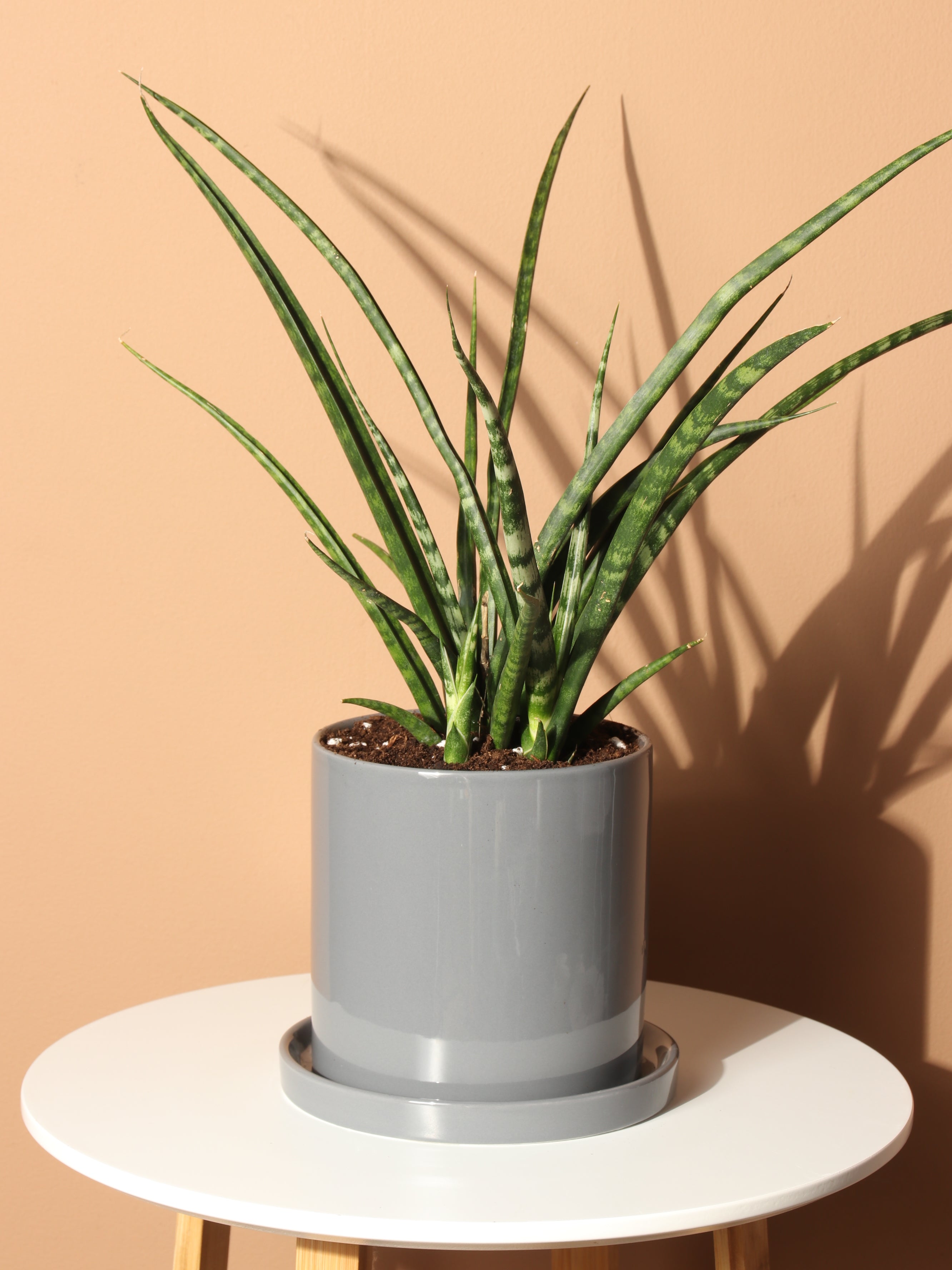 Medium Sansevieria Fernwood