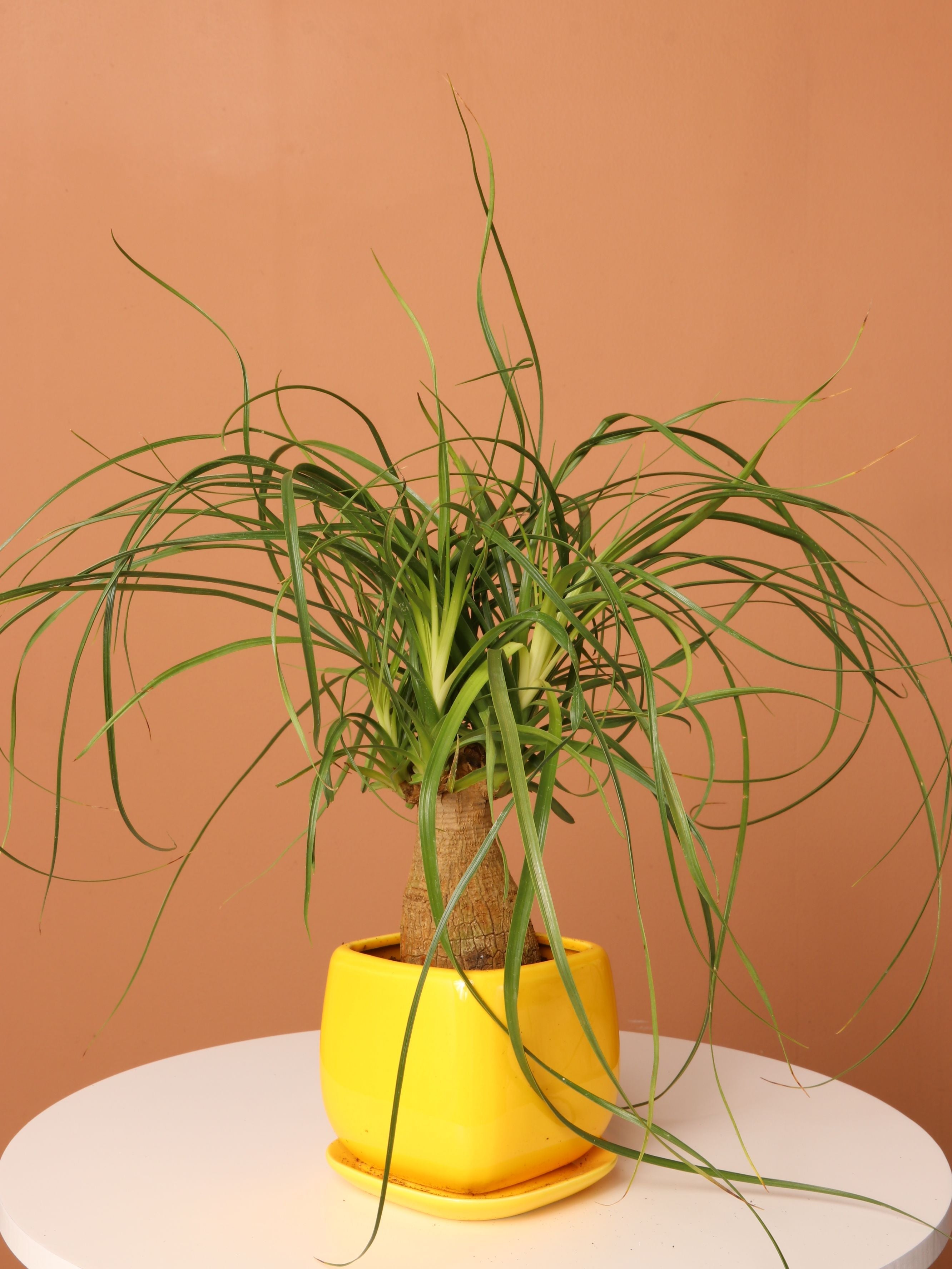 Small Ponytail Palm