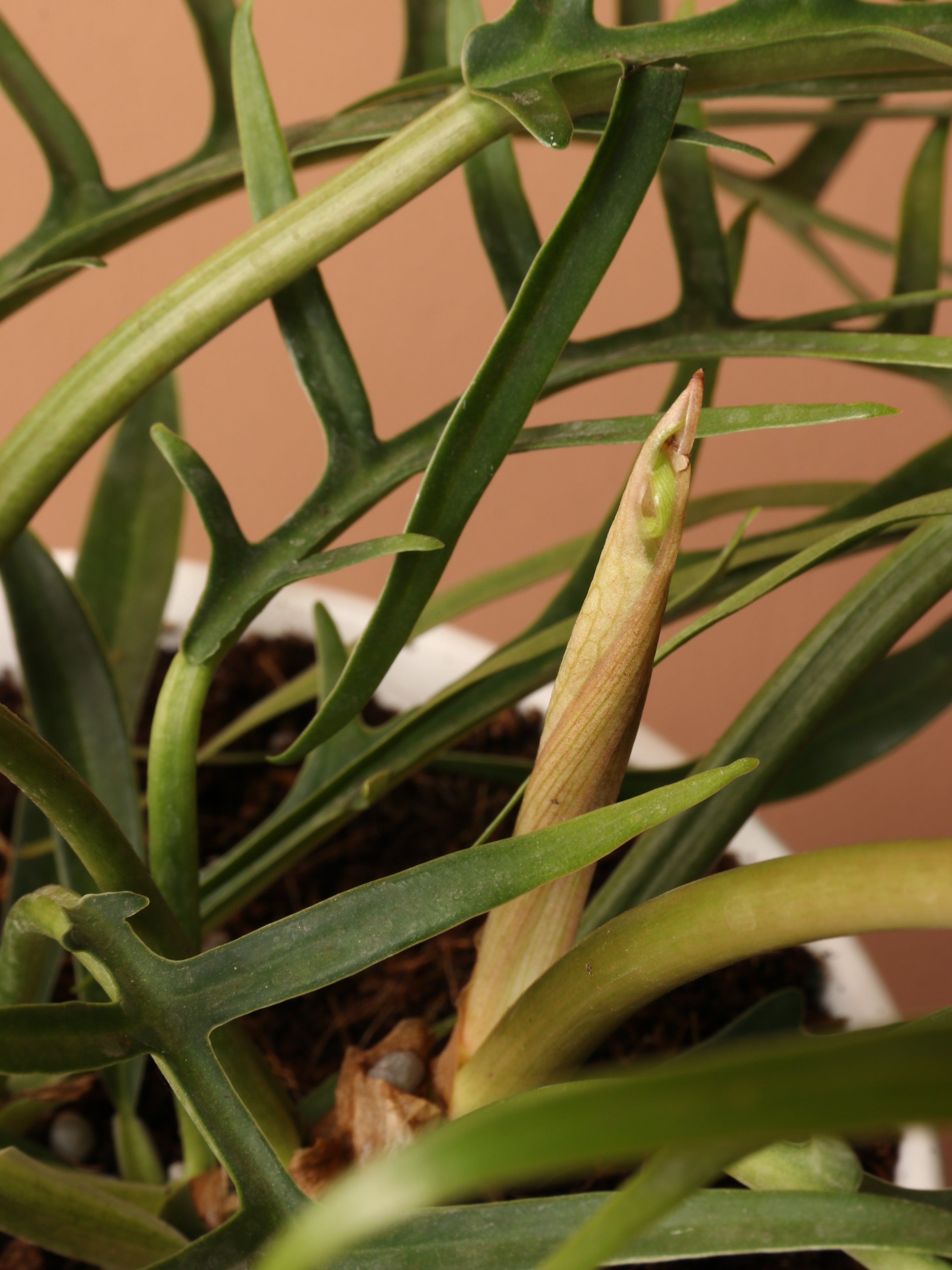 Medium Philodendron 'Tortum'