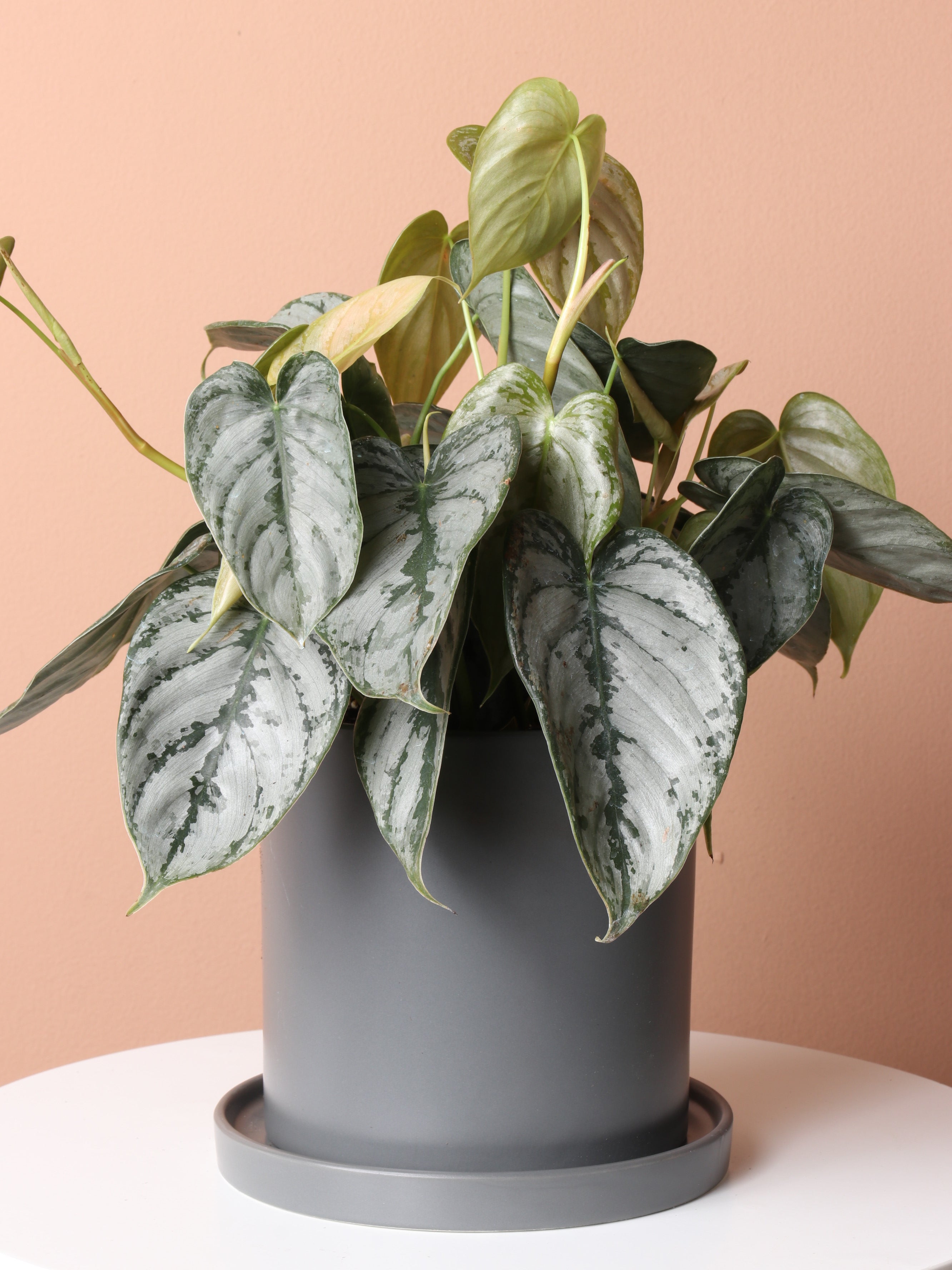 Medium Philodendron 'Brandi'