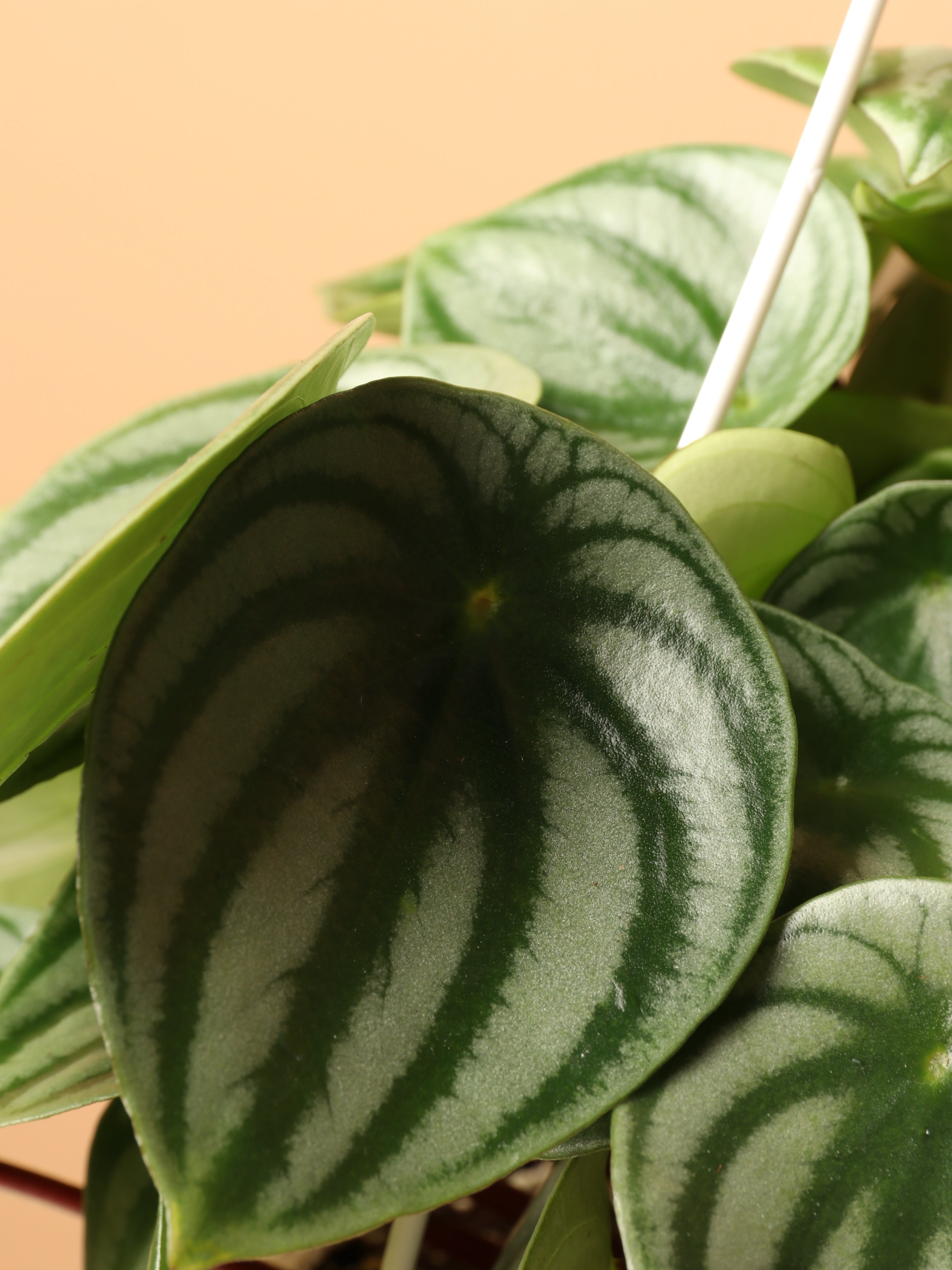 Hanging Watermelon Pilea