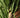 Huge Yucca Cane