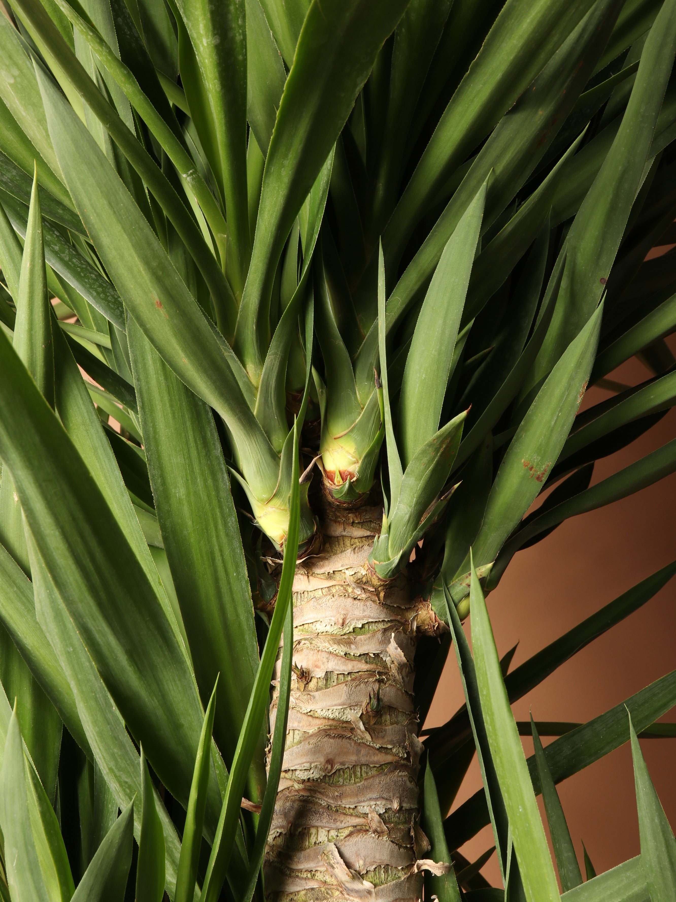 Huge Yucca Cane