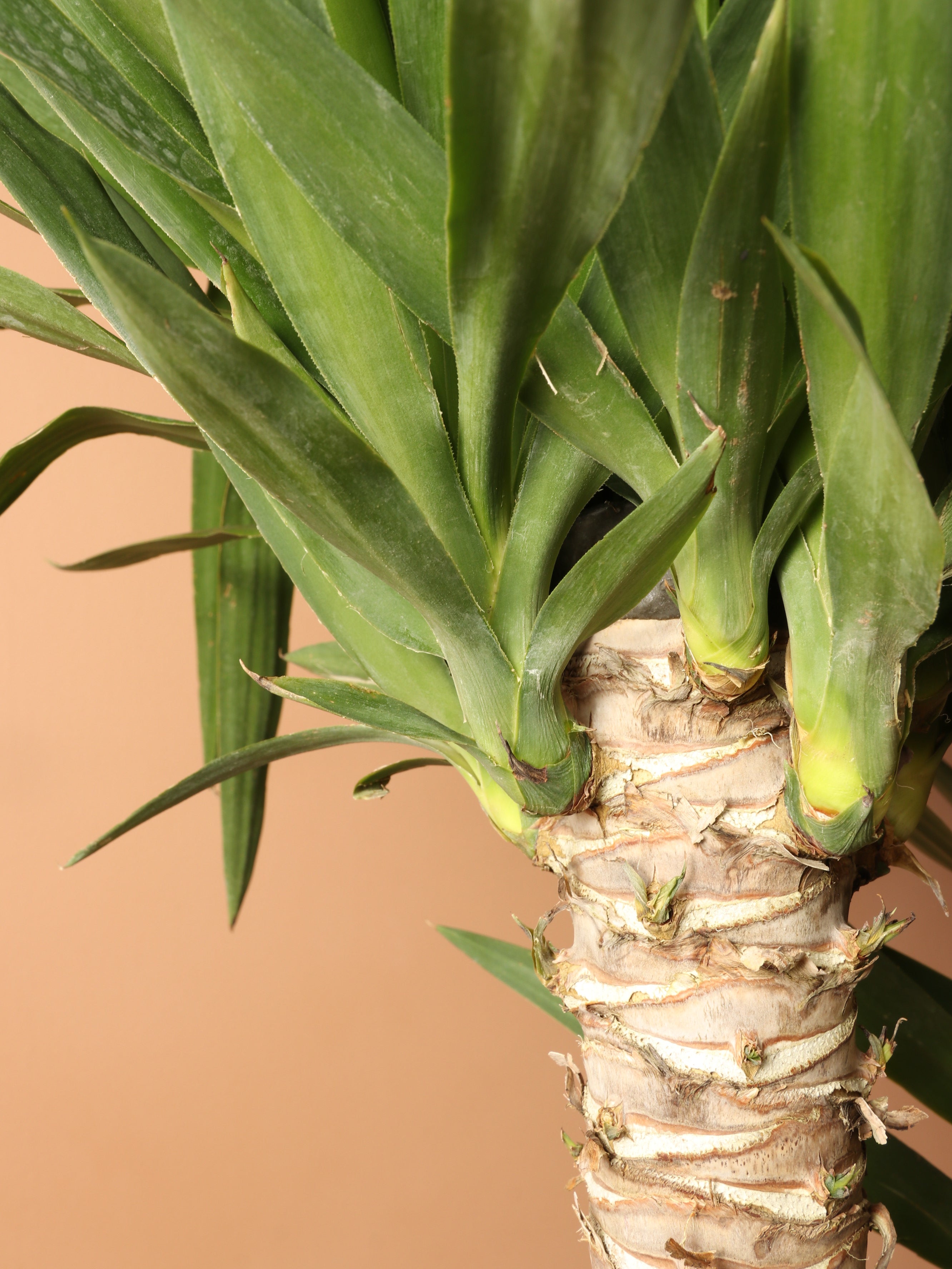 Huge Yucca Cane