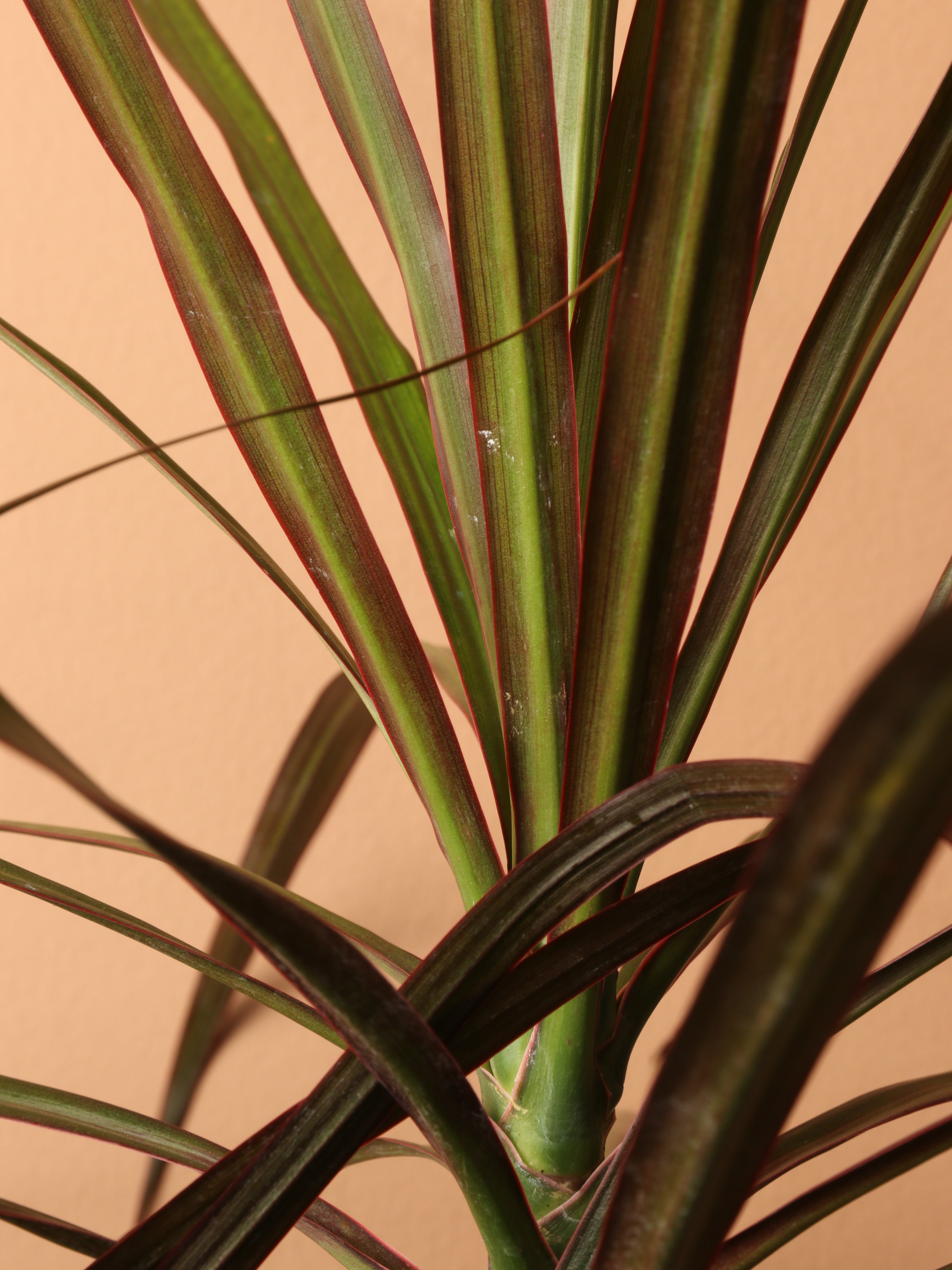 Large Dracaena Marginata (Short)