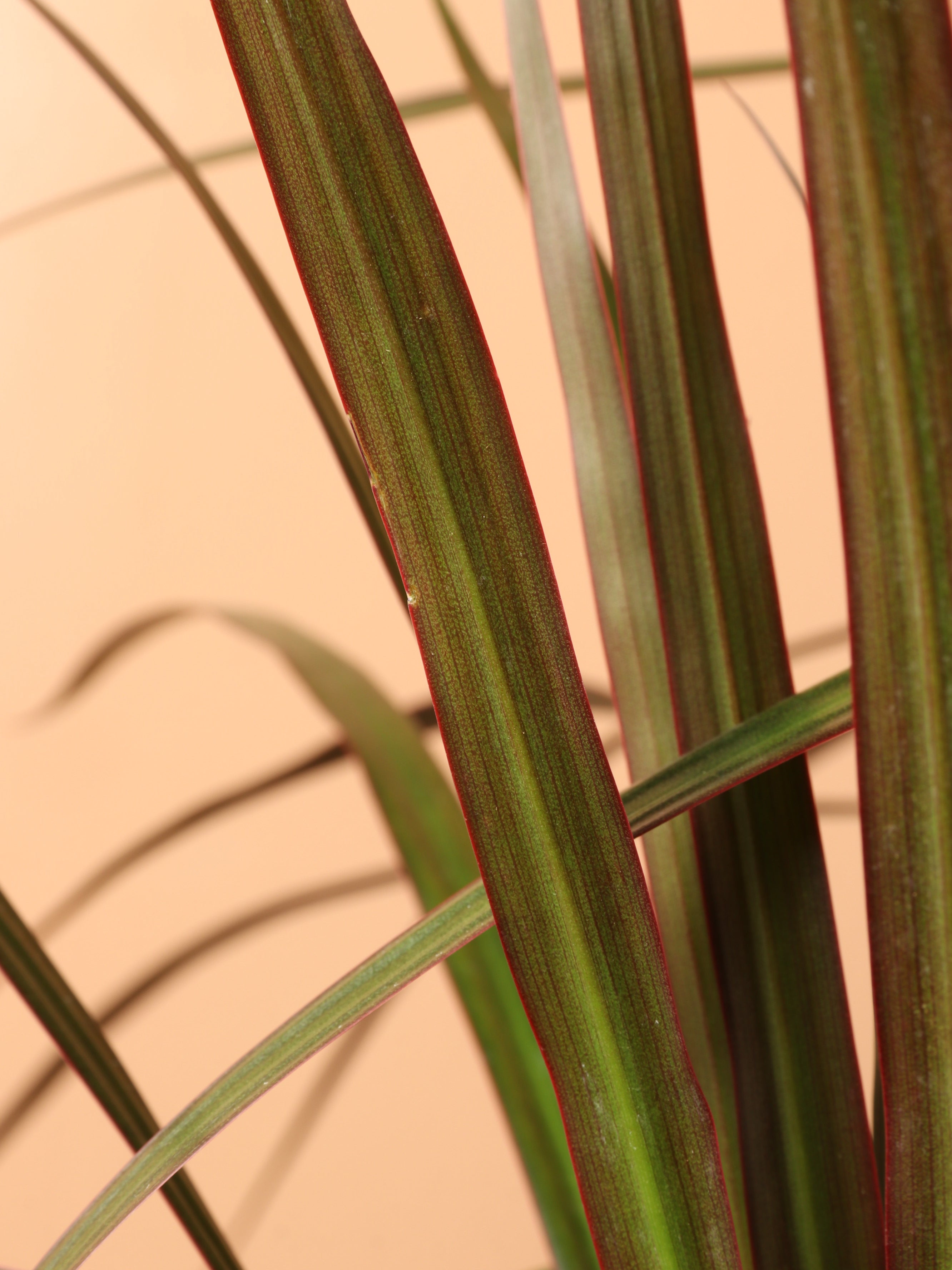 Large Dracaena Marginata (Short)