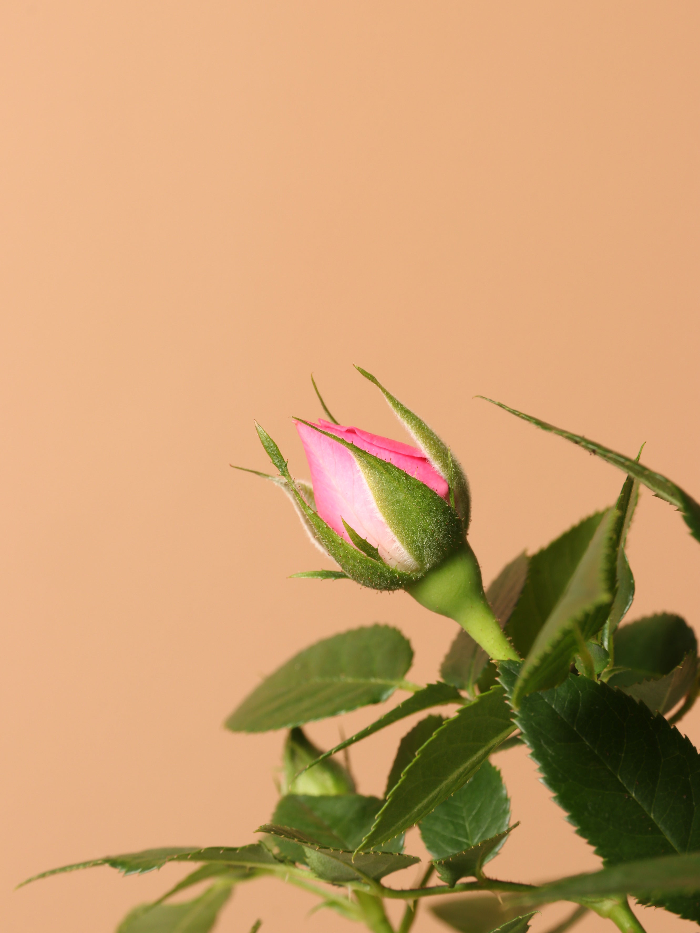 Small Mini Rose (Pink)