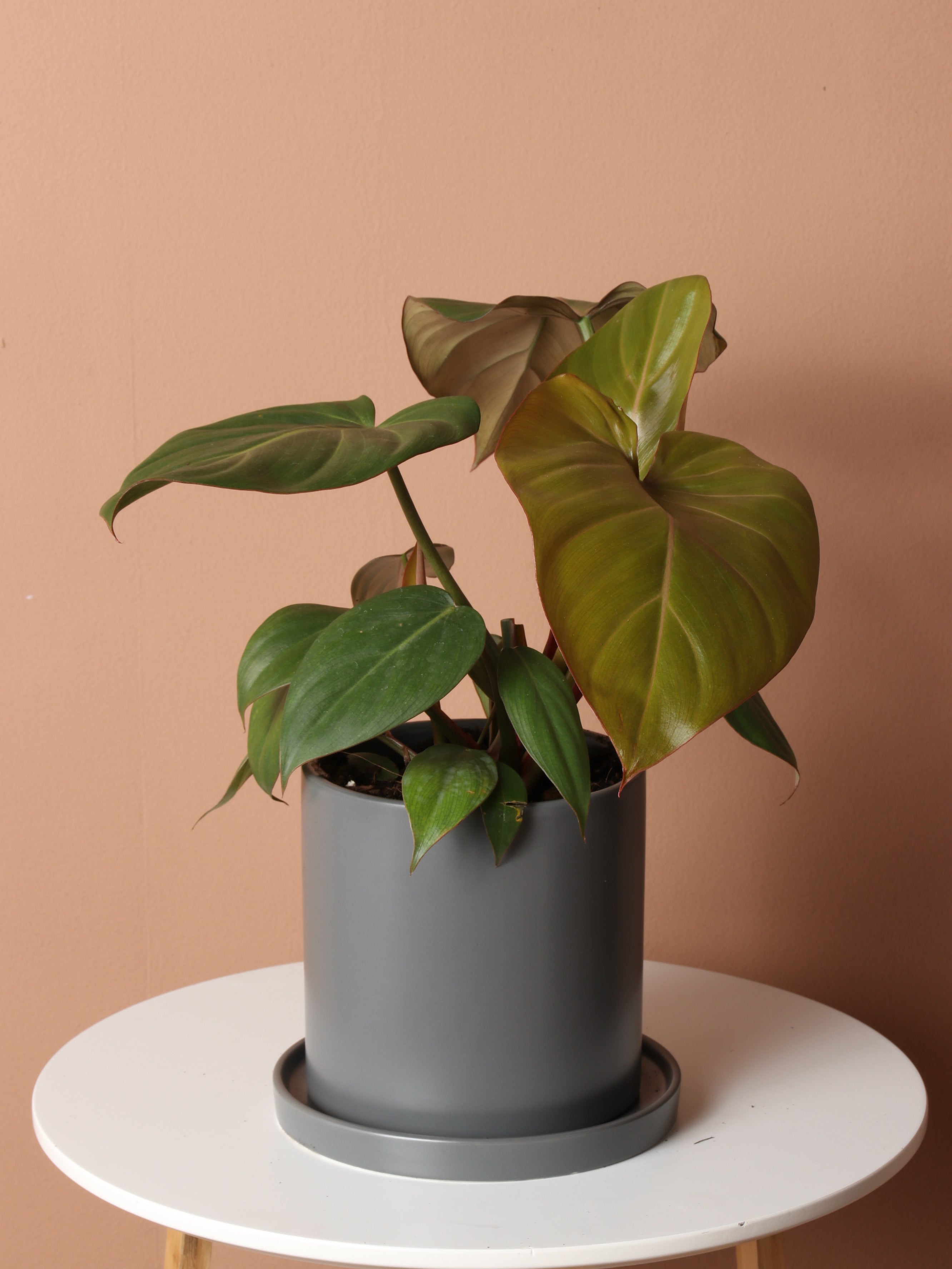 Medium Philodendron 'Gloriosum'